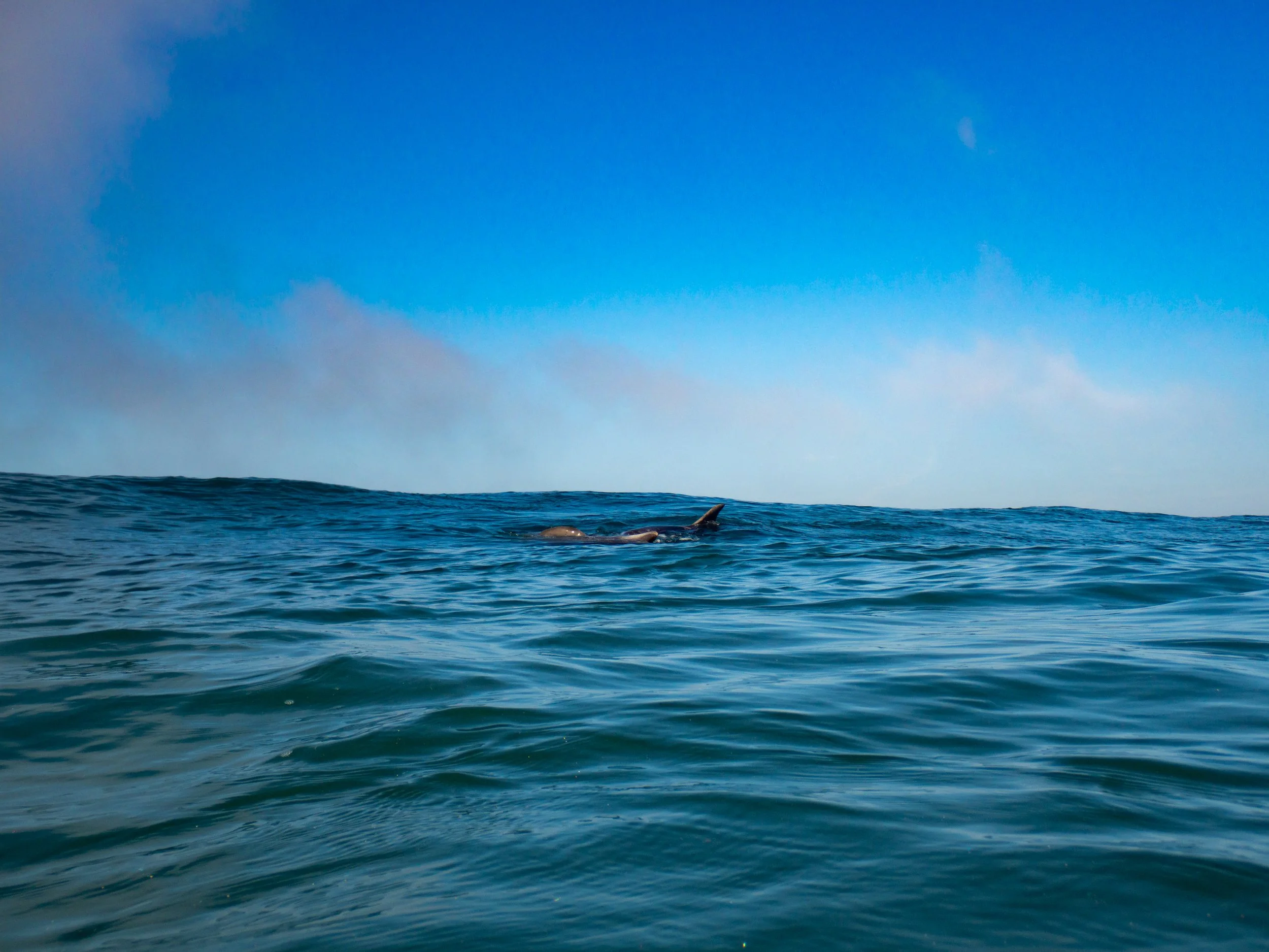 Ocean waves with a dolphin fin and tail visible above the water, blue sky with some clouds in the background.