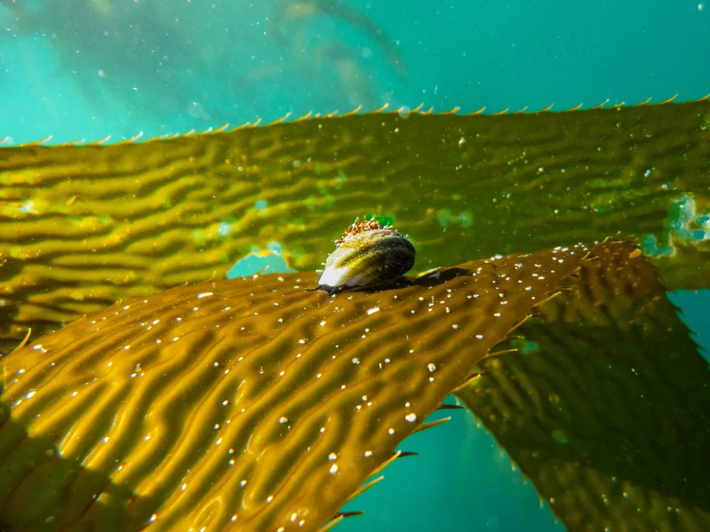 An intimate underwater view of green kelp with a small shell resting on a blade.
