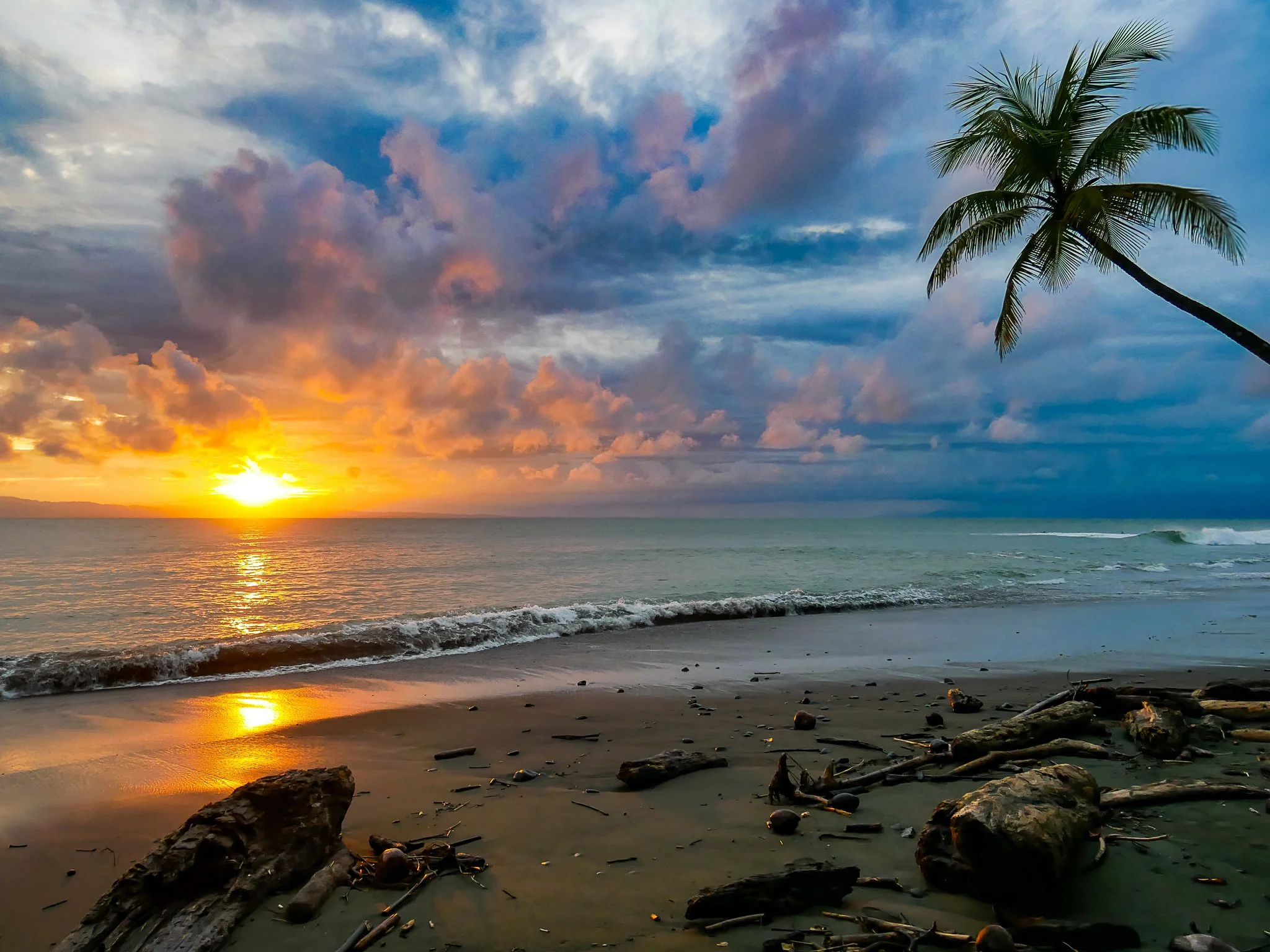 Sunset over the ocean with a palm tree on the right, cloudy sky, and driftwood on the sandy beach.