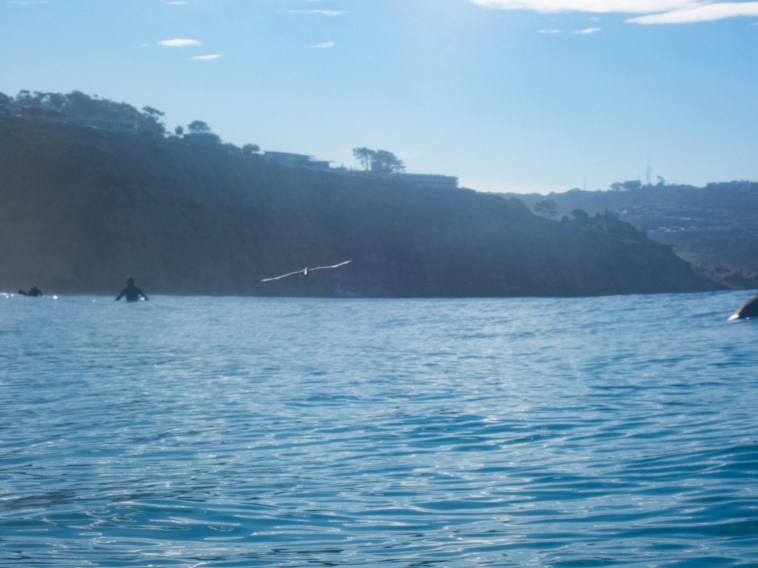 A person swimming in calm blue water with a bird flying near the distant shoreline featuring hills and scattered trees.