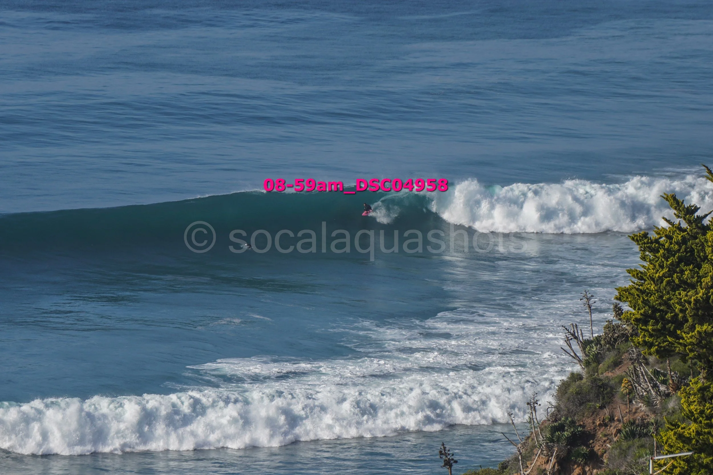 A surfer riding a large wave near the coast, with trees visible on the right side of the image.