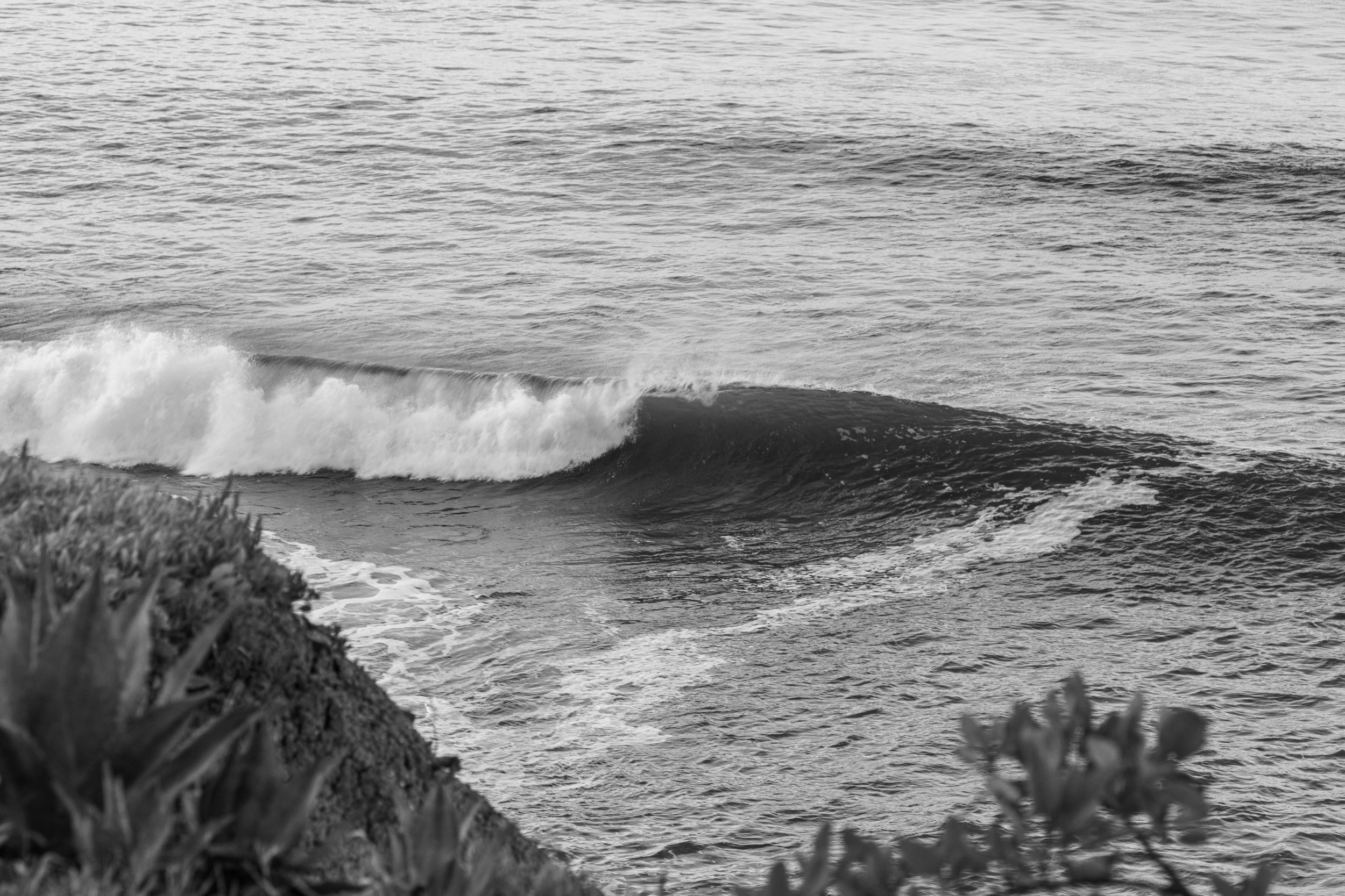 Black and white photo of ocean waves breaking near a shoreline with plants and grass in the foreground.