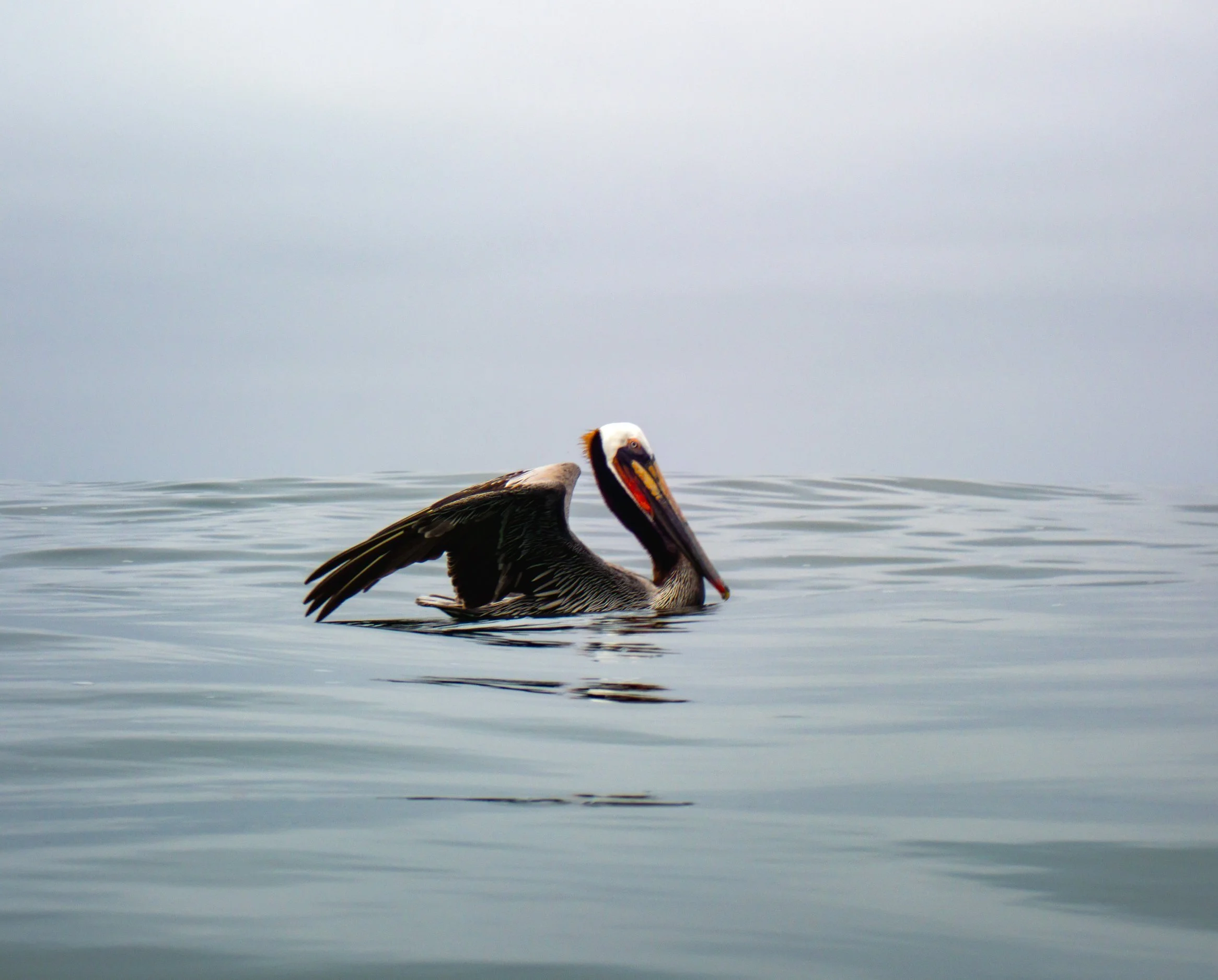 Pelican swimming on calm water with overcast sky