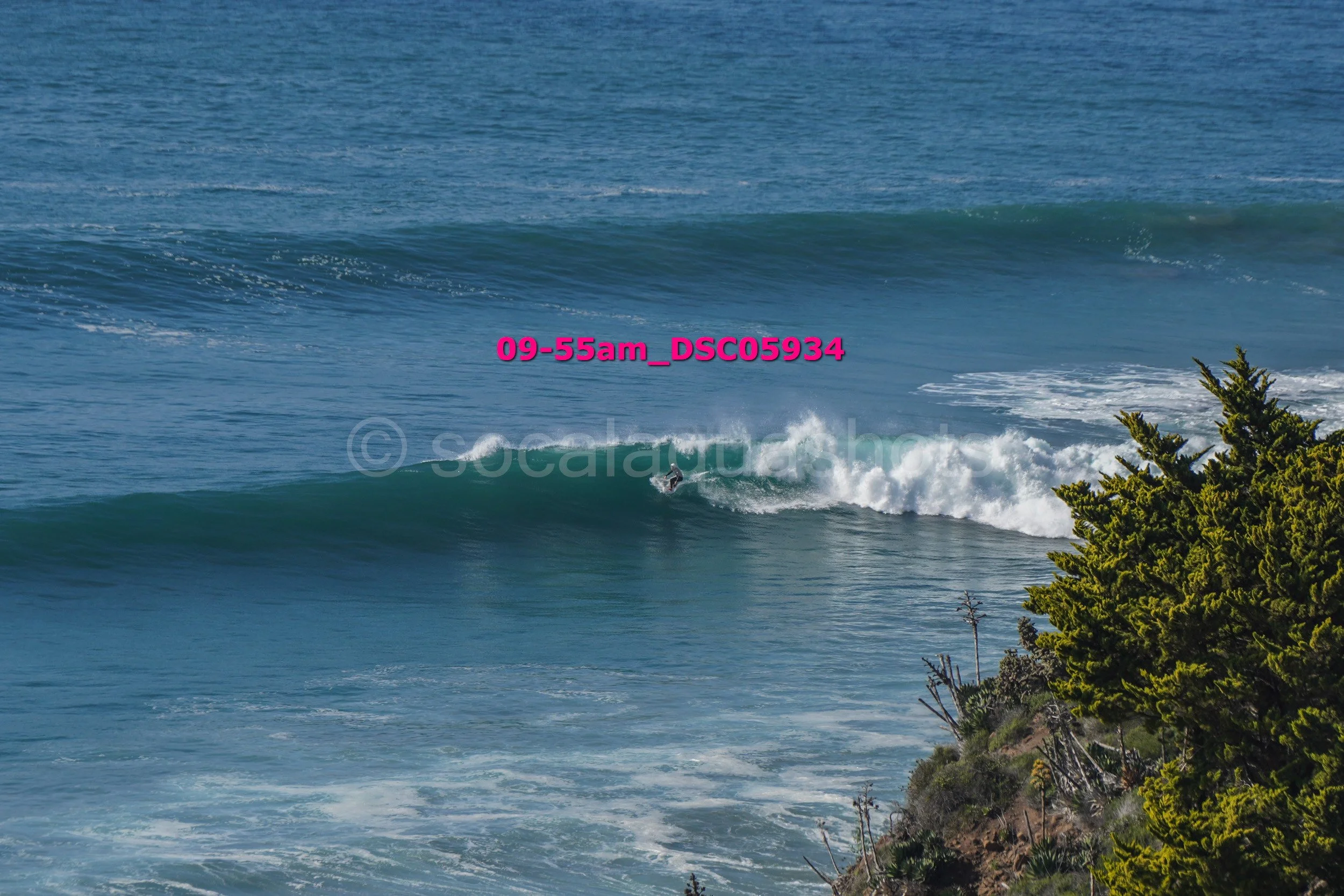 A surfer riding a wave near a rocky coastline with green bushes.
