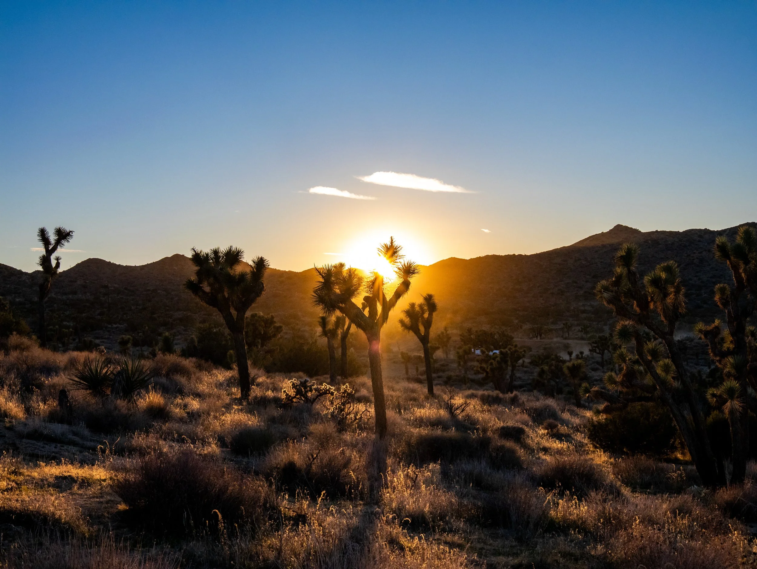 Sunset over a desert landscape with Joshua trees and mountains in the distance.