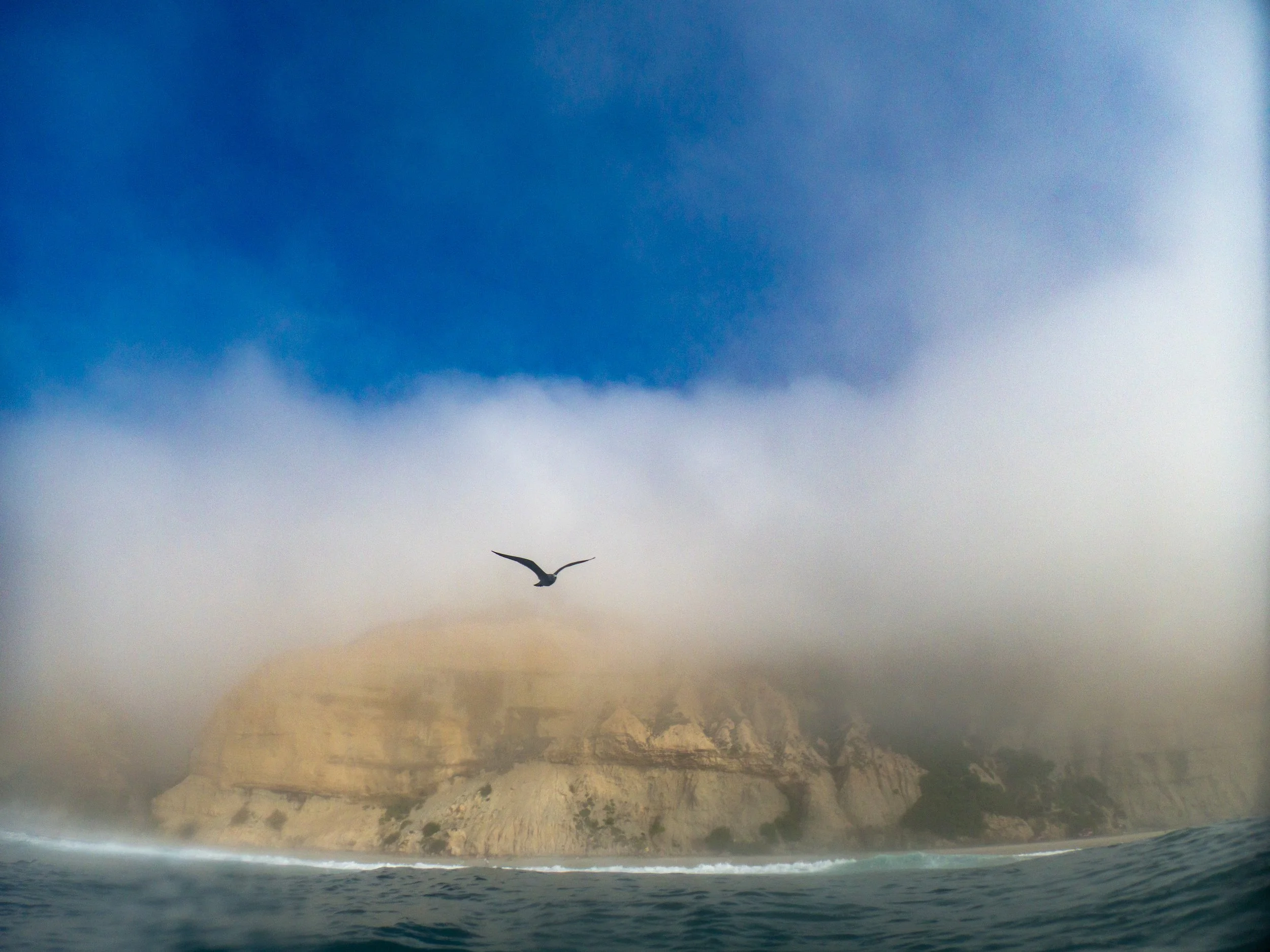 A seagull flying over ocean water with cliffs and fog in the background.