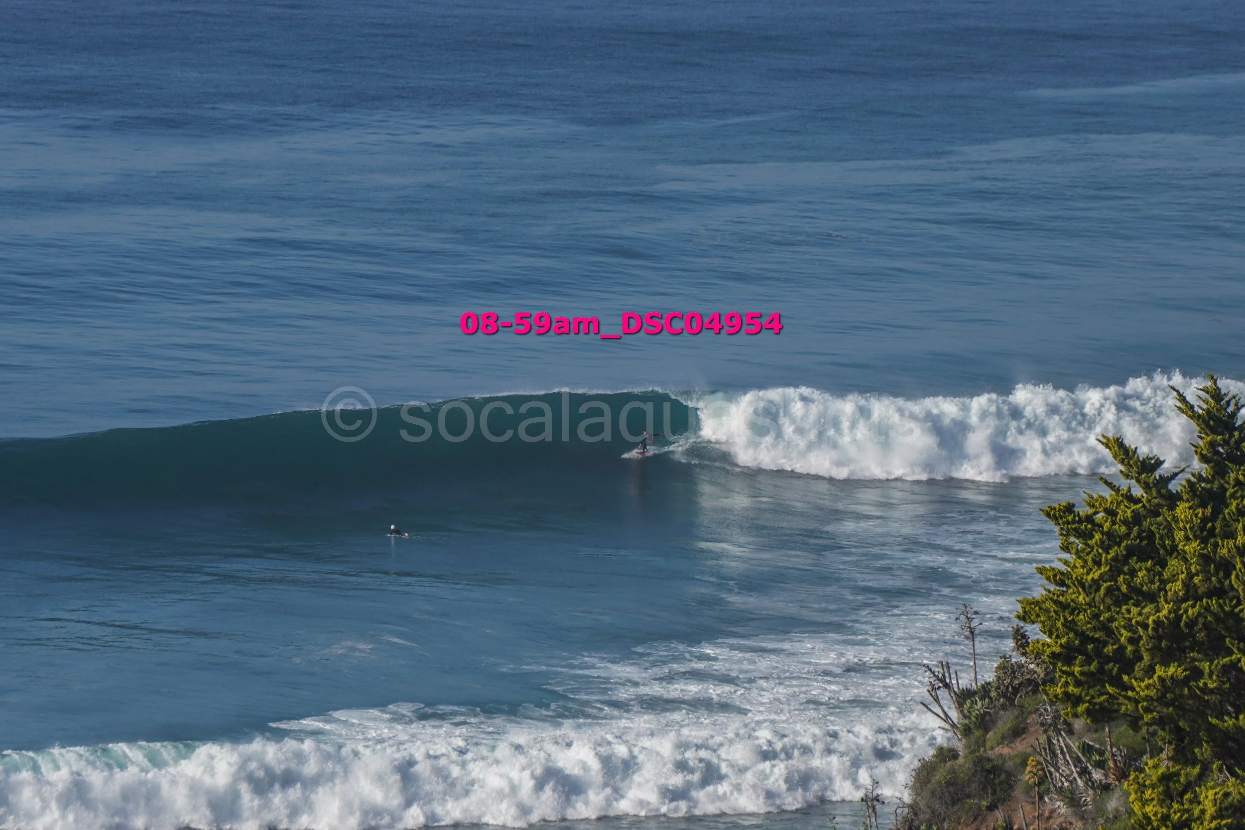 A surfer riding a wave near the shore with green trees in the foreground and the ocean stretching out into the distance.