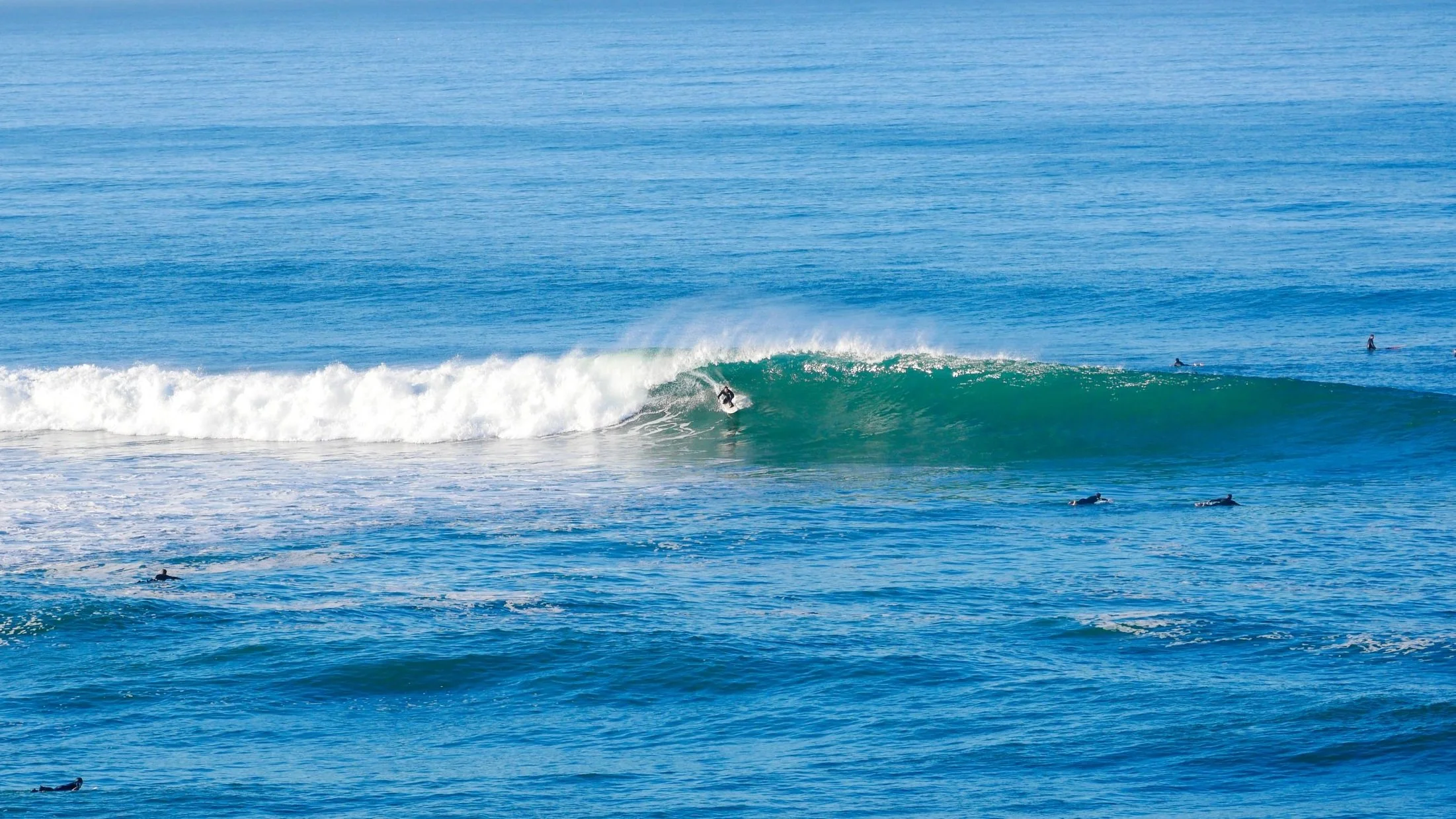 Surfer riding a wave in the ocean with dolphins swimming nearby.
