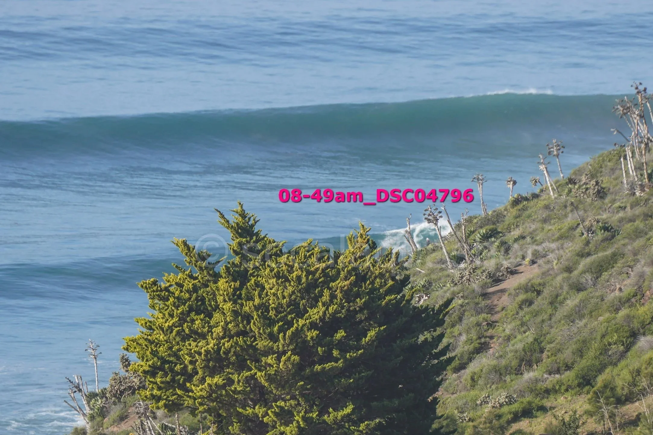 A coastal hillside with green vegetation and drought-resistant trees overlooking the ocean, where waves are rolling in.
