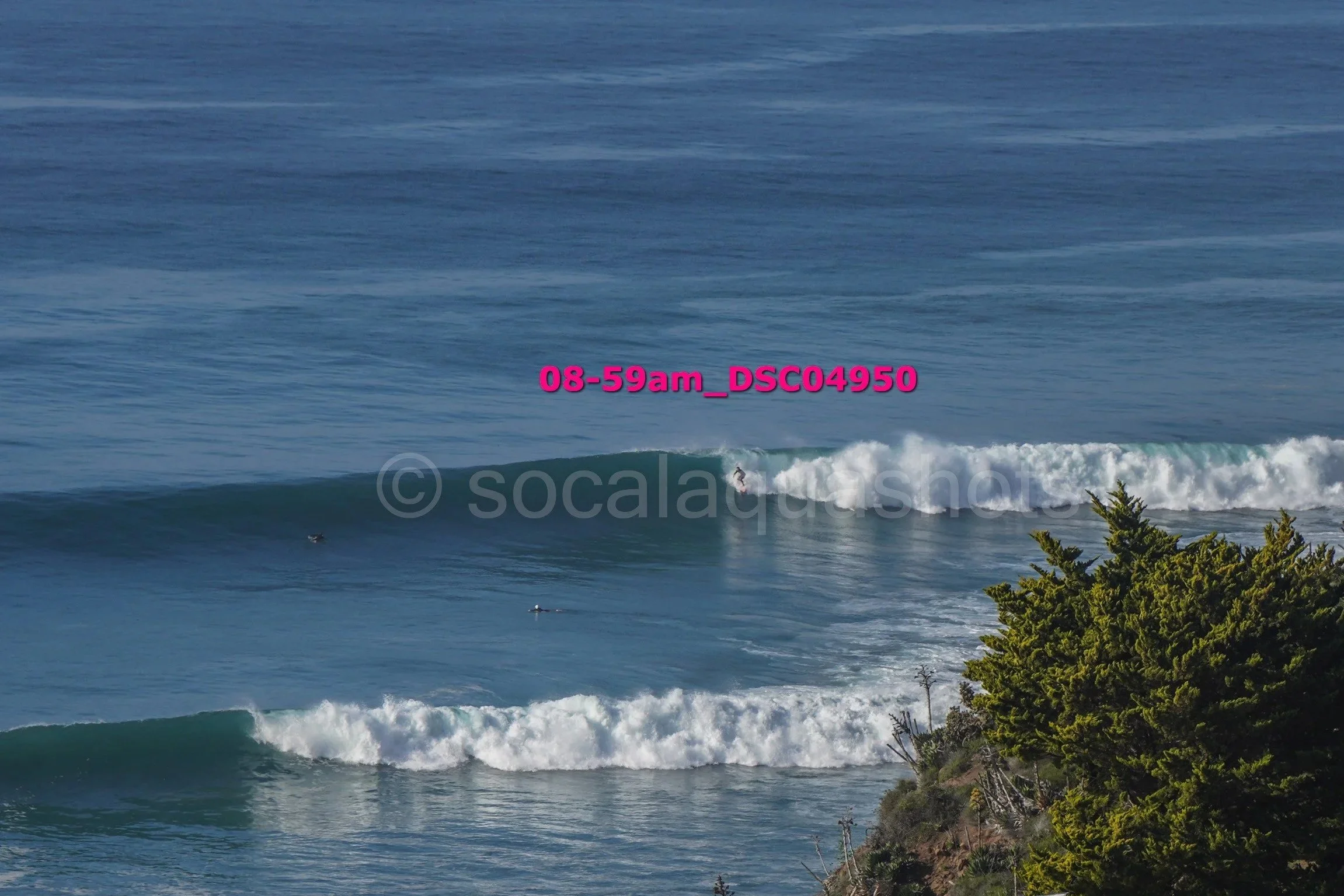 A surfer riding a wave near the shoreline of the ocean with trees visible in the foreground.