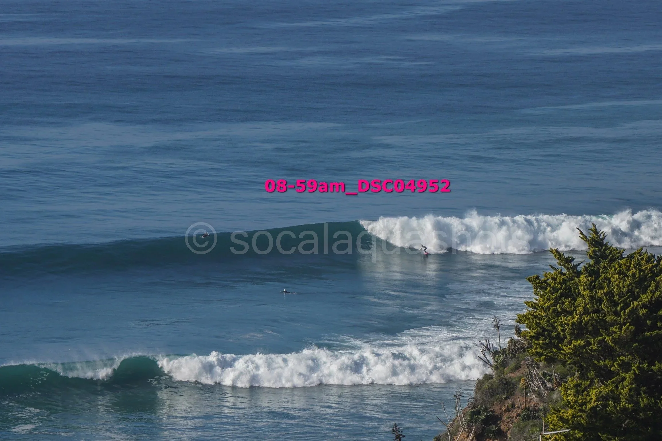A person surfing on a wave near the shoreline with trees in the foreground.