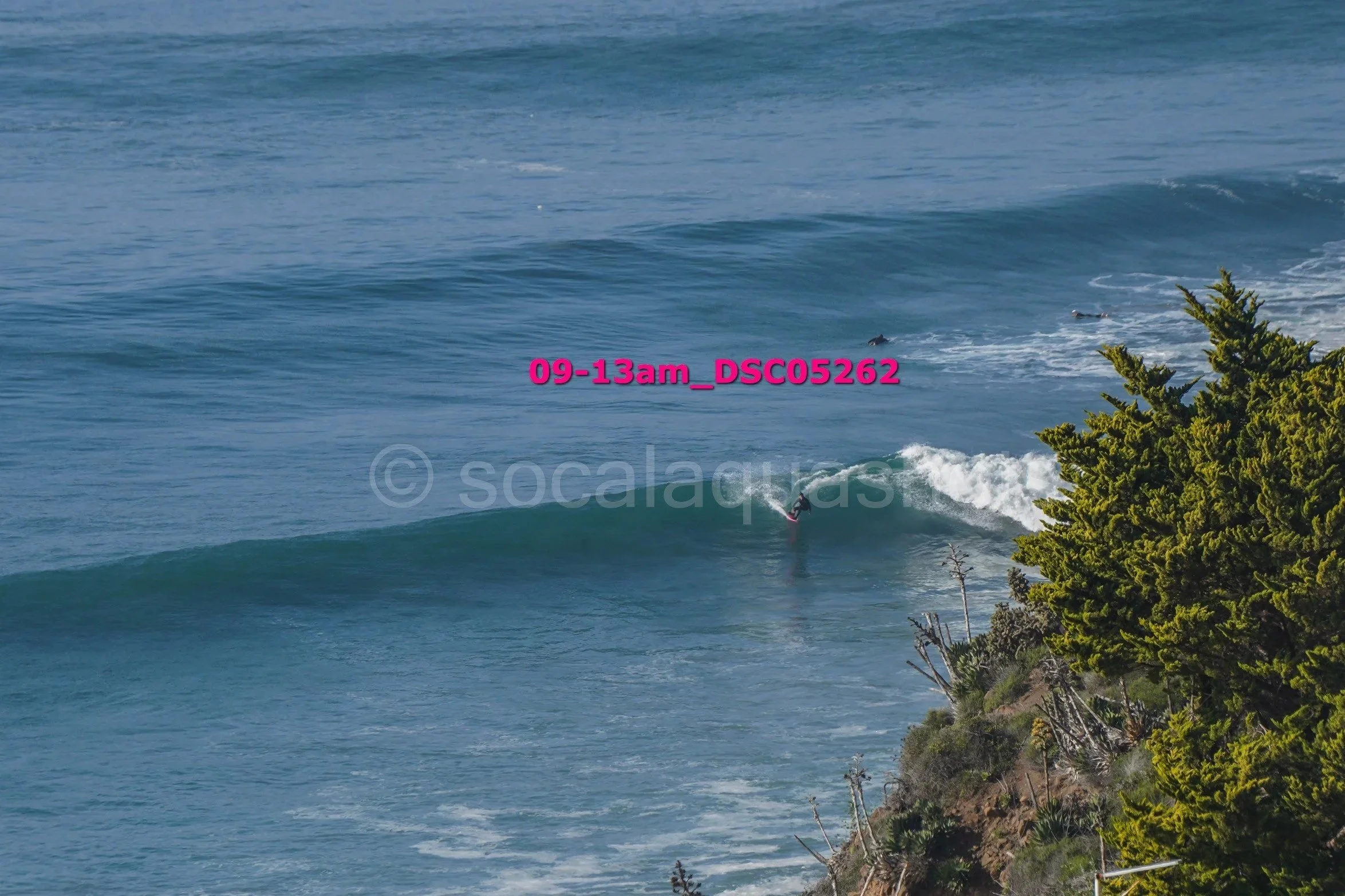 Surfer riding a wave near a coastal shoreline with trees in the foreground and the ocean in the background.