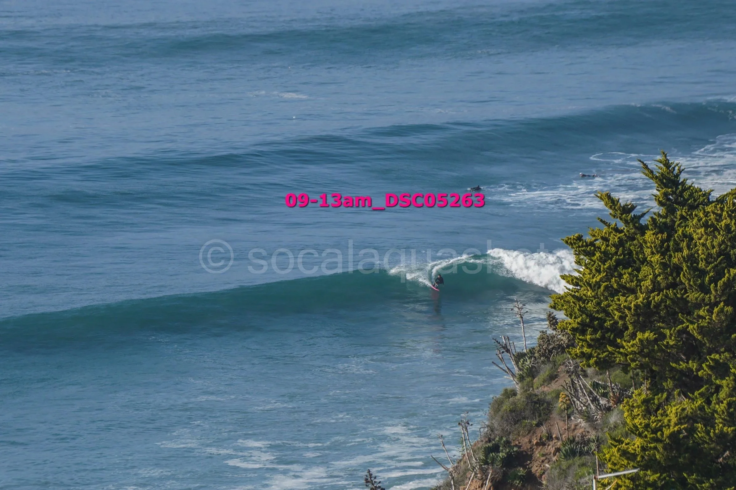 A person surfing on a wave near a rocky coastline with a large green tree in the foreground.