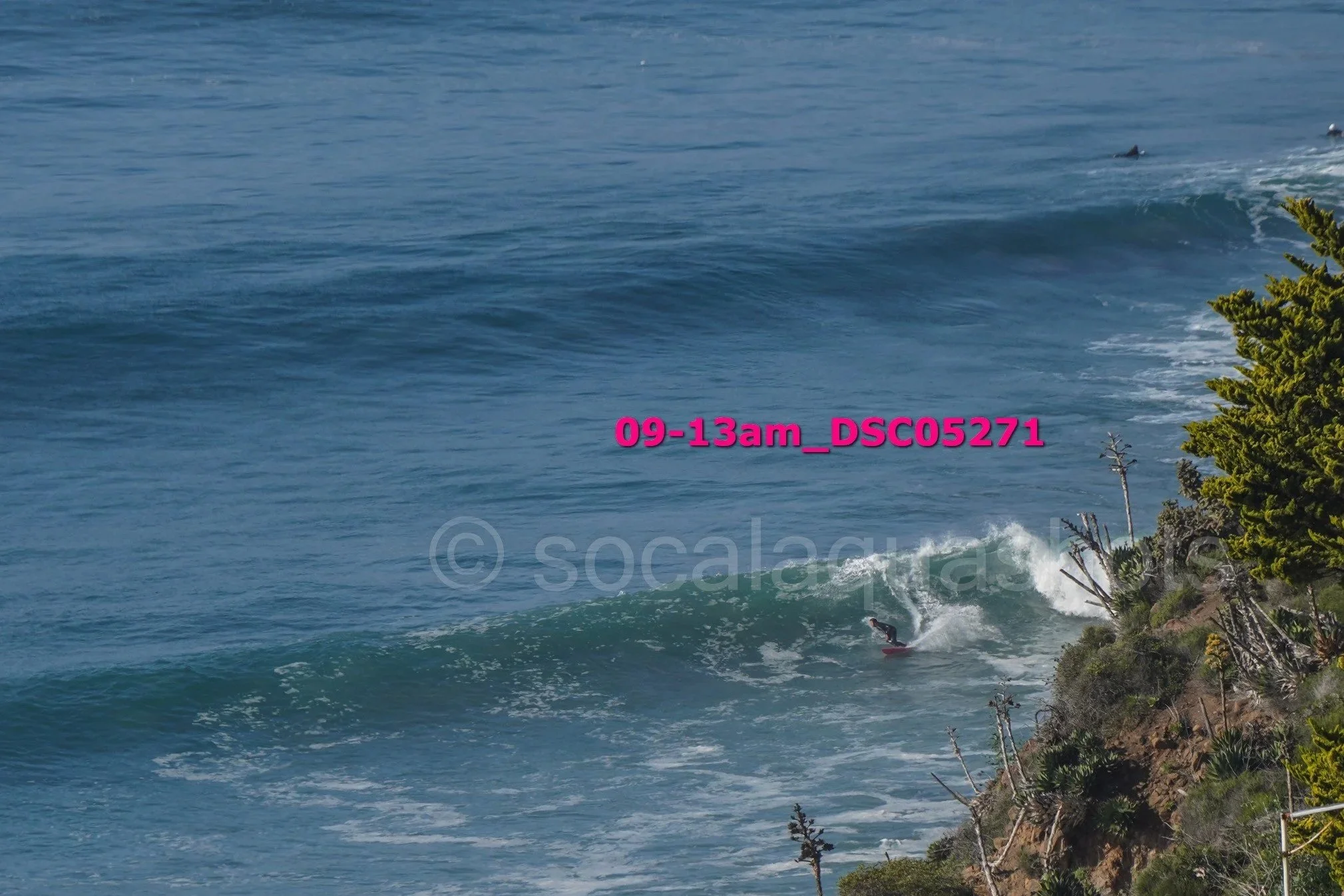 A surfer riding a wave near a rocky shoreline with trees, with the ocean in the background.