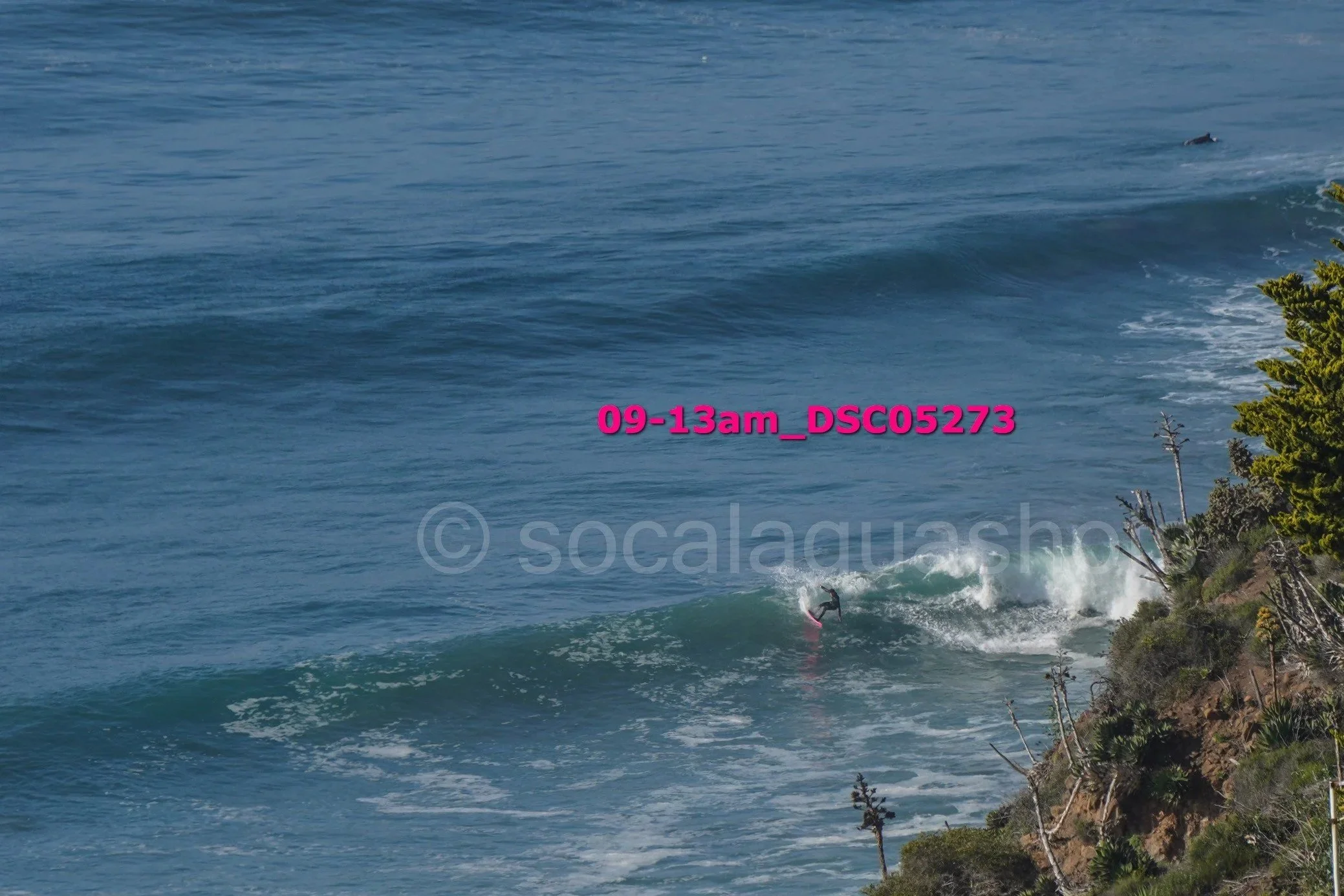 A surfer riding a wave near the coastline with trees and bushes on the shore.