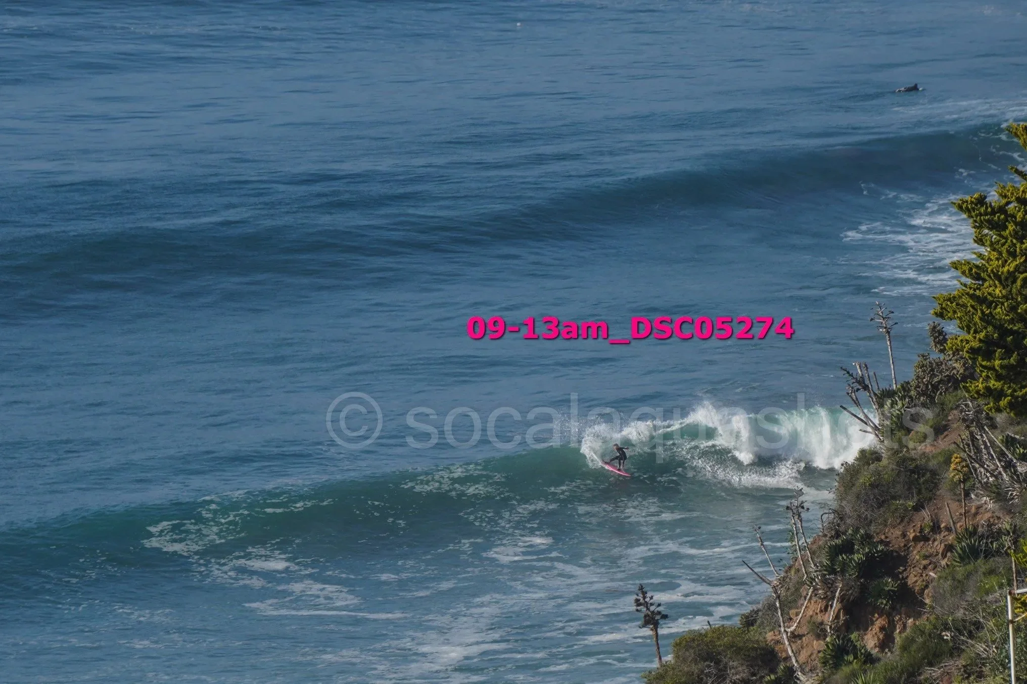 Surfer riding a wave off a coastal cliff with trees and shrubs