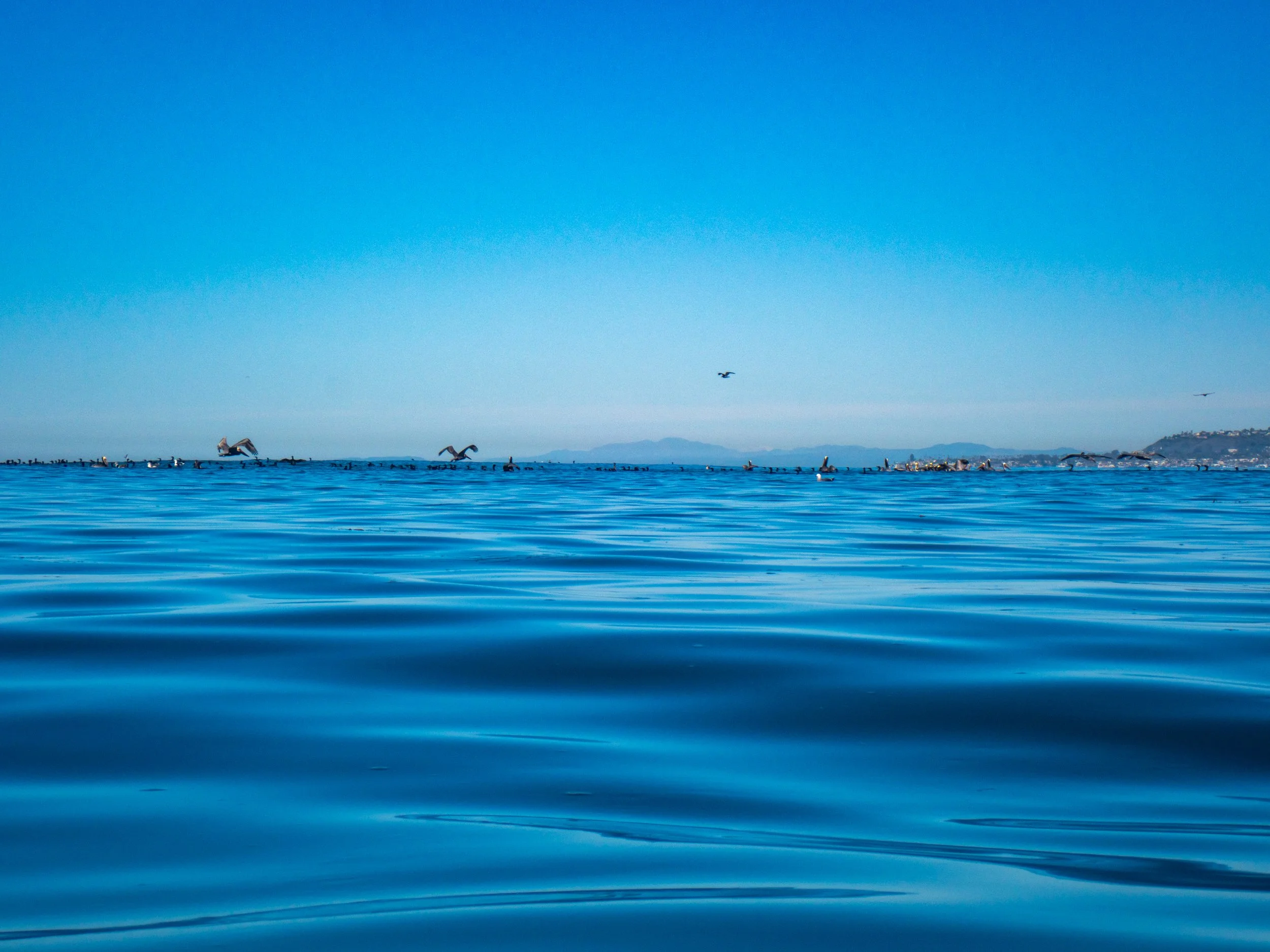 Ocean with birds flying above the water, and a line of floating objects or animals in the distance.