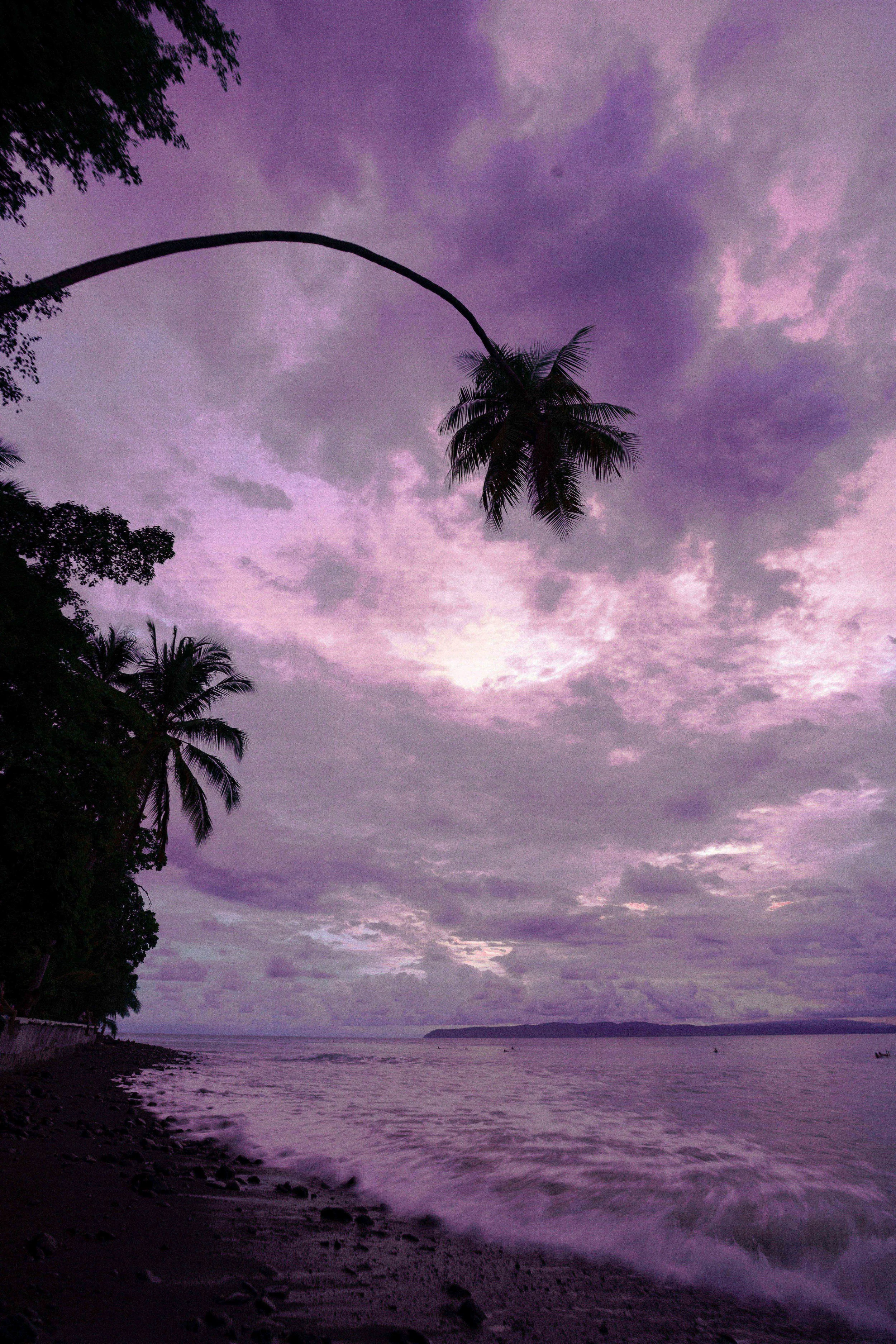 A beach at dusk with a cloudy purple sky, palm trees along the shore, and gentle waves in the water.