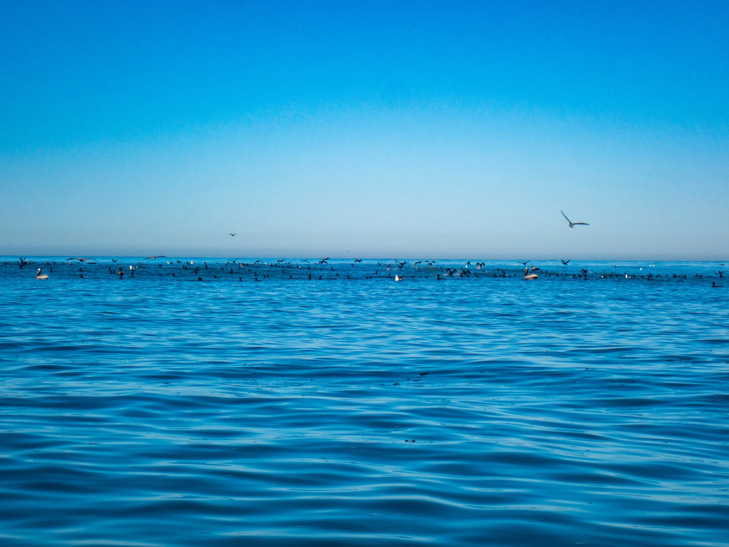 A vast ocean with a large flock of seabirds flying and floating on the water under a clear blue sky.