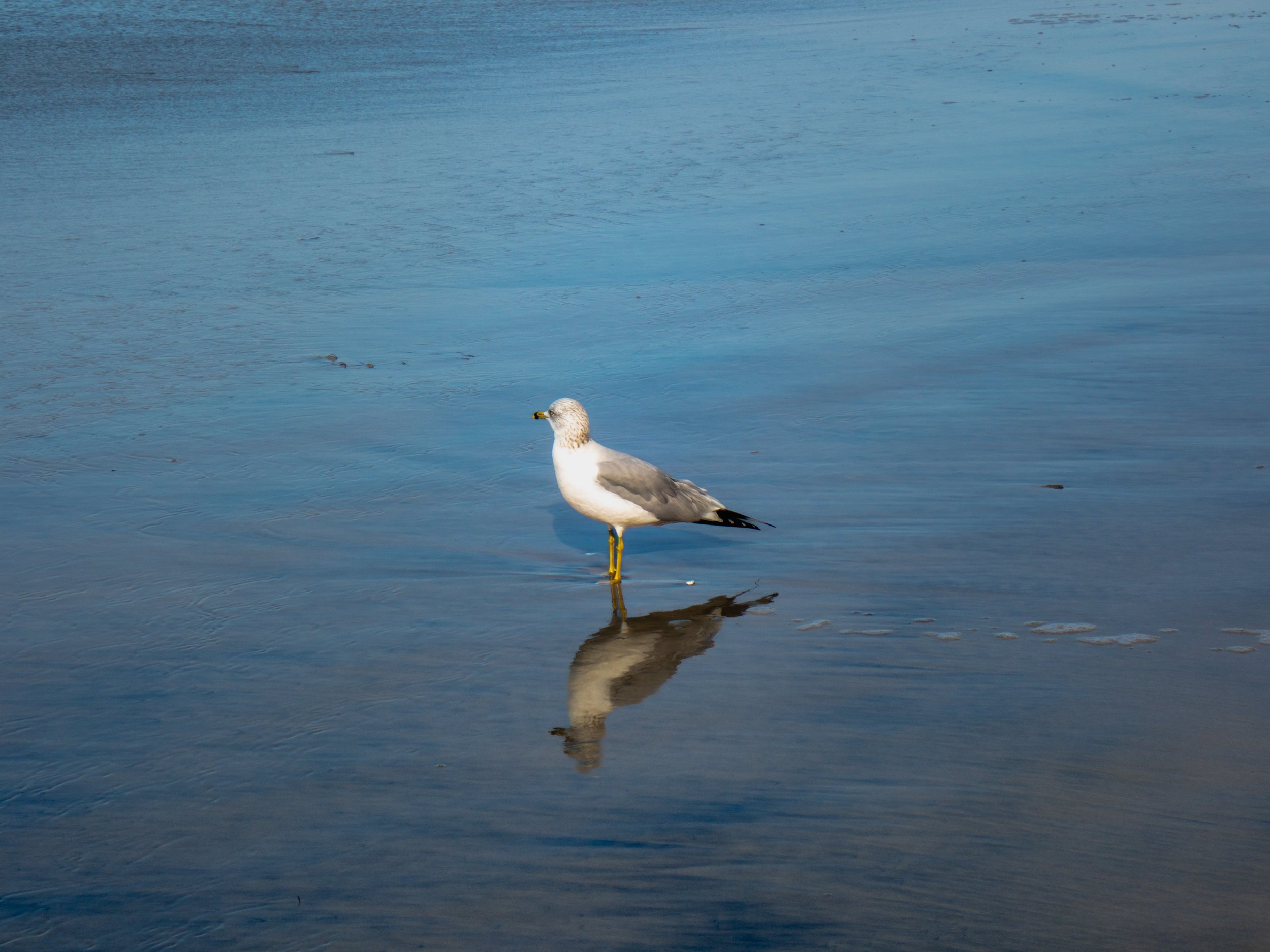 Seagull standing in shallow water, with its reflection visible on the surface.