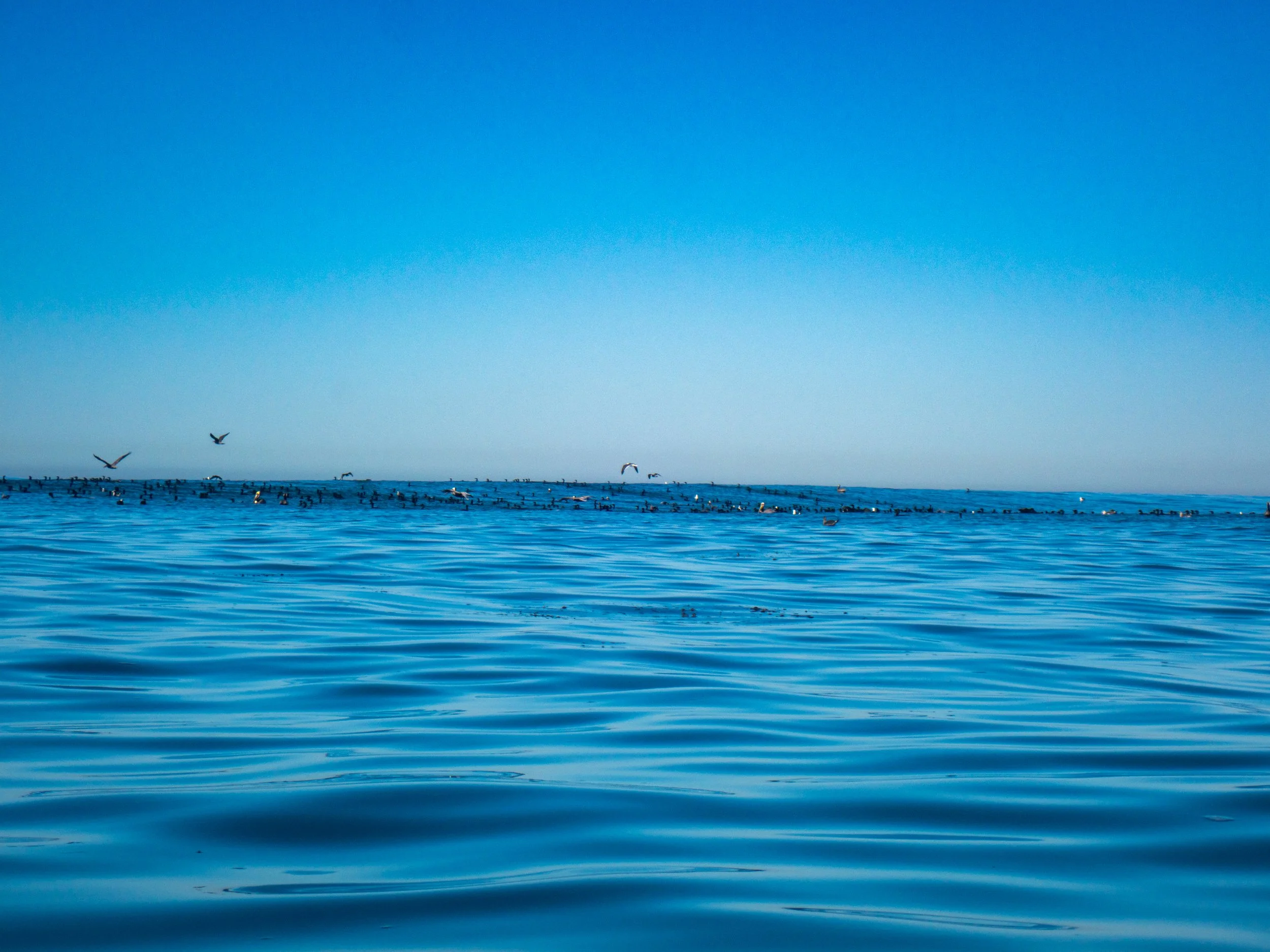A vast ocean with many birds flying above and floating on the water, under a clear blue sky.