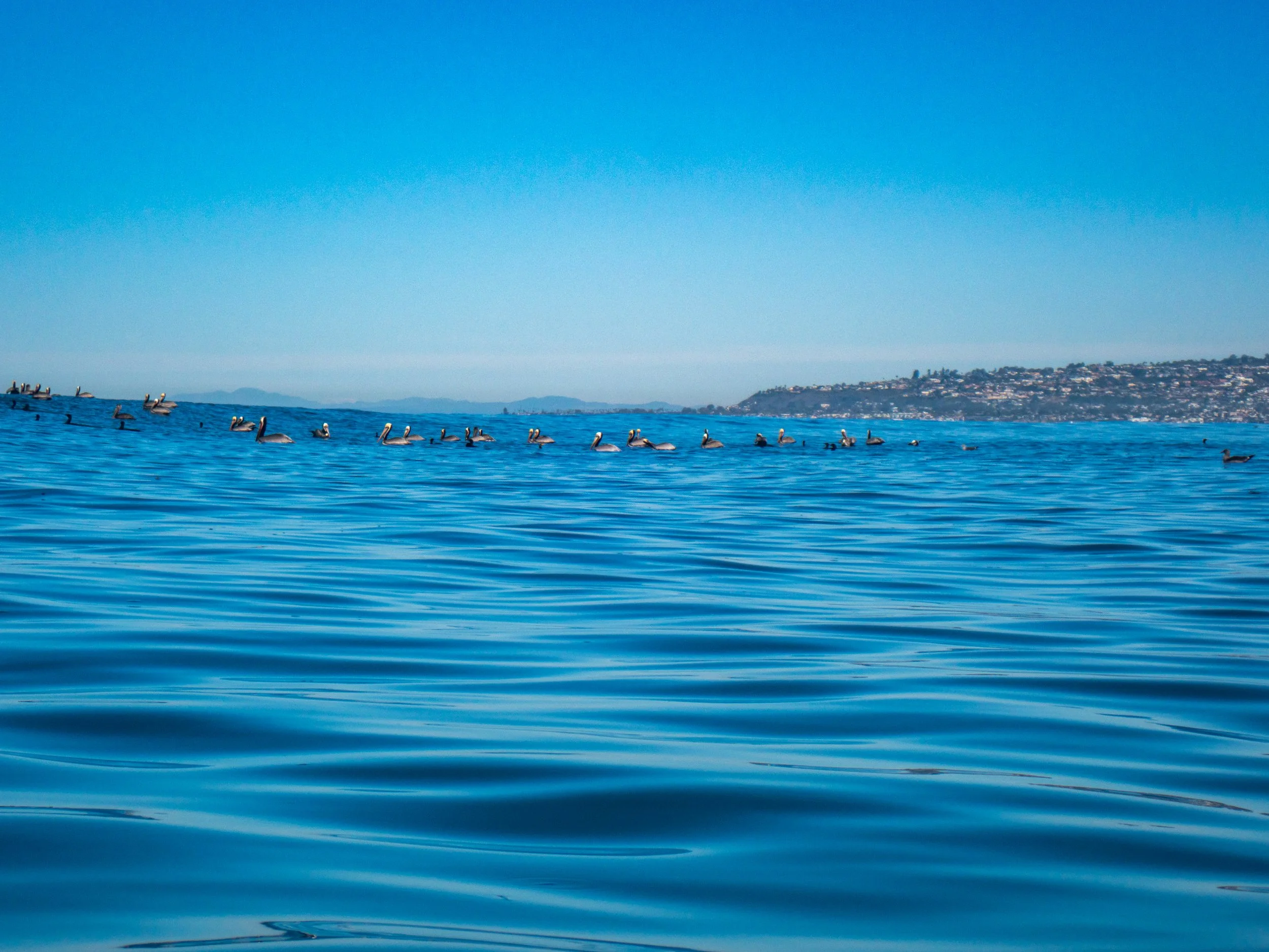 A large group of pelicans swimming on calm blue water near the coast with a cityscape and hills in the background.