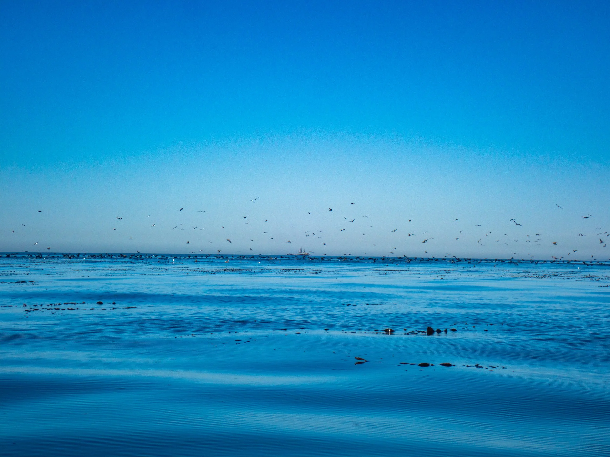 Ocean water with a large flock of seagulls flying over and floating on the surface, under a clear blue sky.