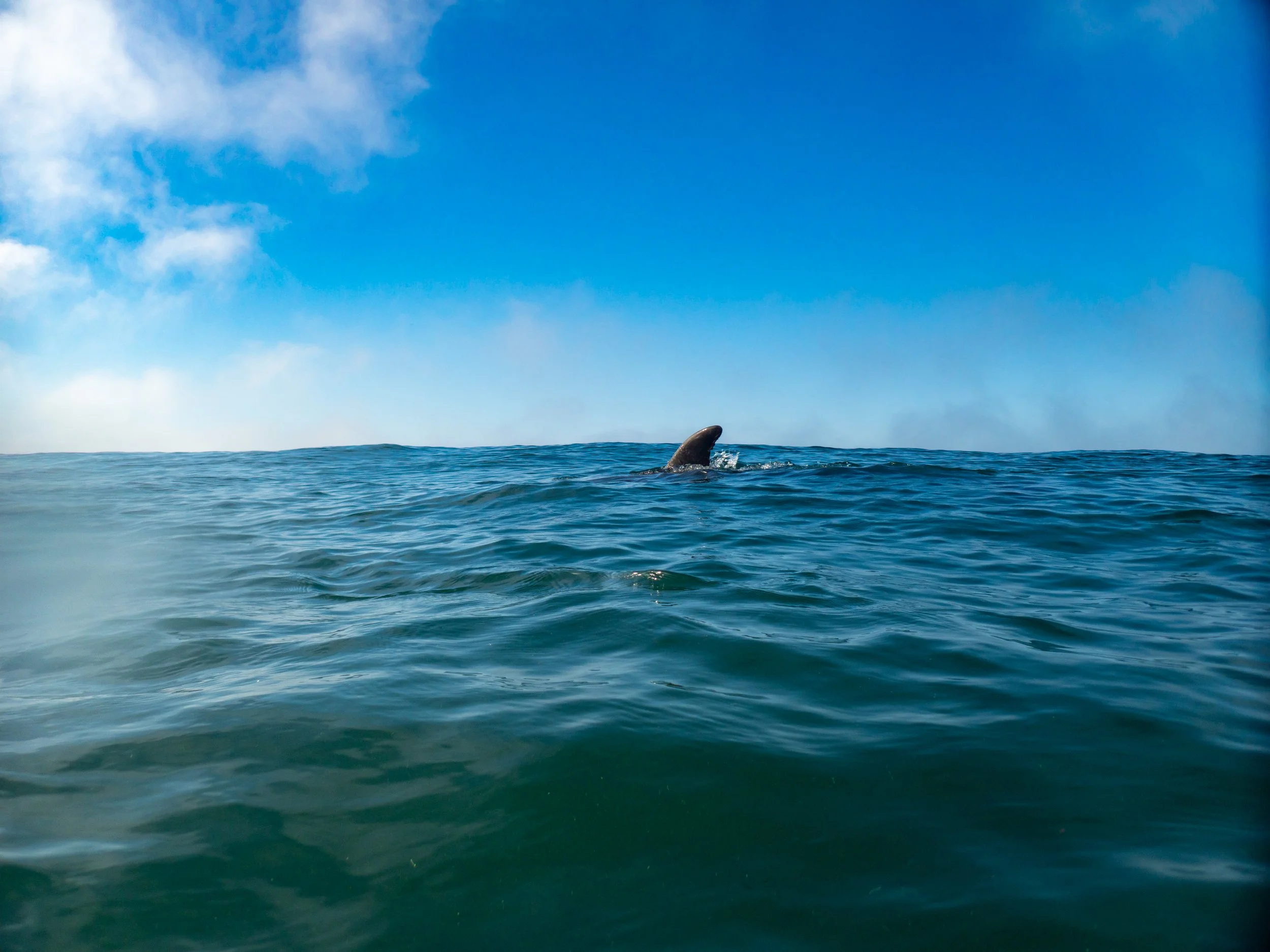 A whale's fin emerging from the ocean surface with a partly cloudy sky above.