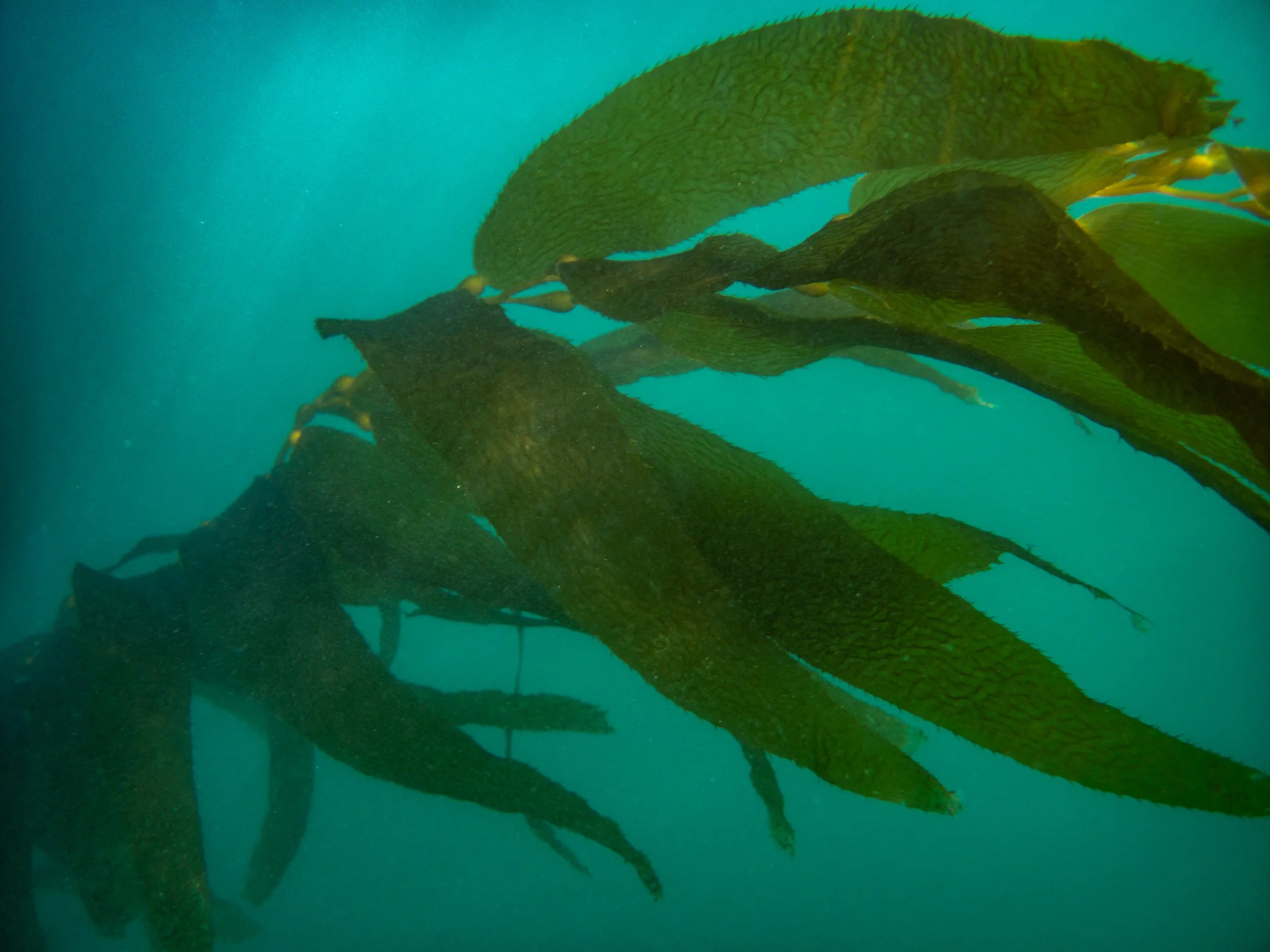 Underwater view of a large group of sea lions swimming underwater.