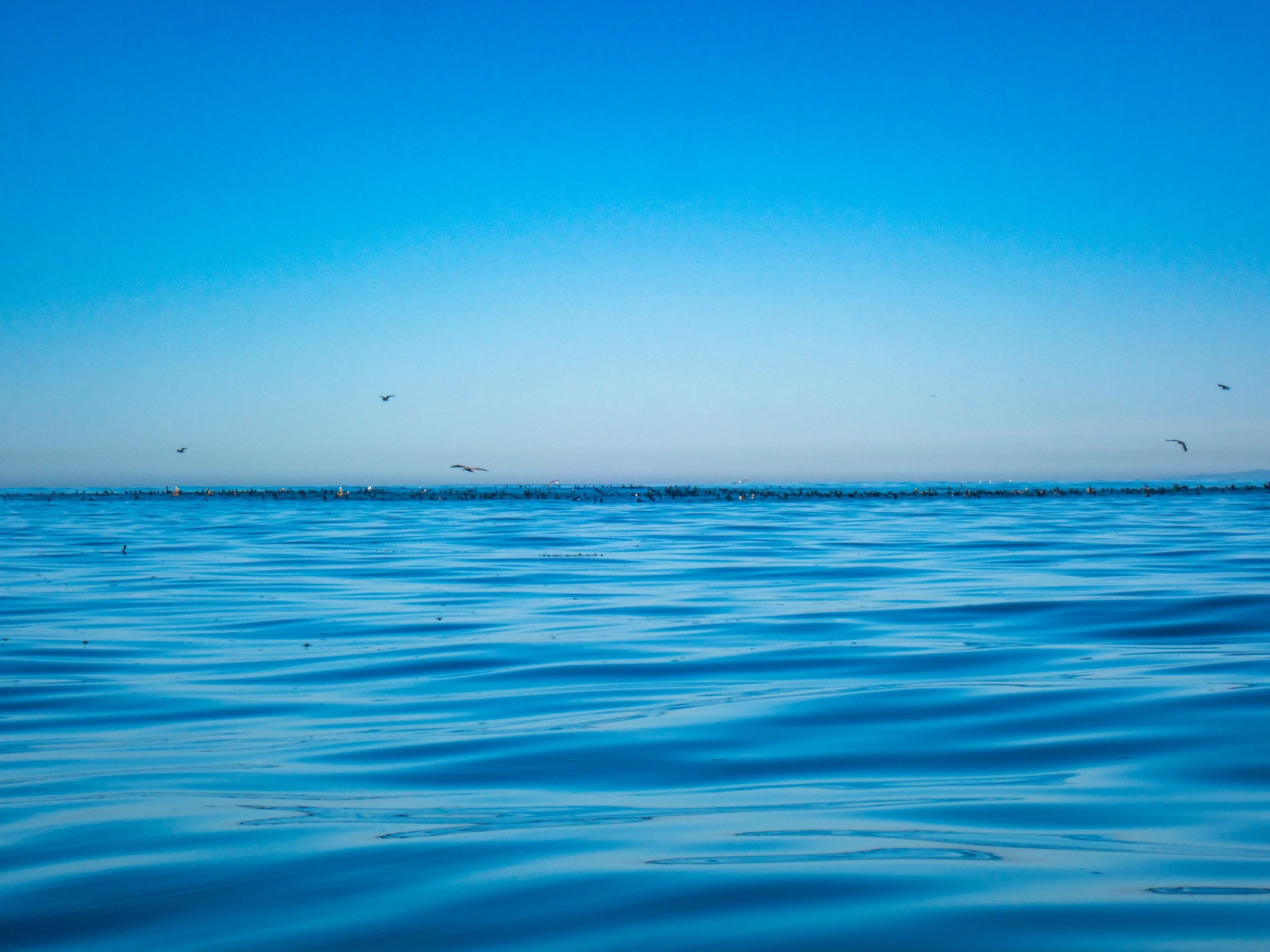 Ocean with dozens of birds flying above, calm blue water, and clear blue sky.