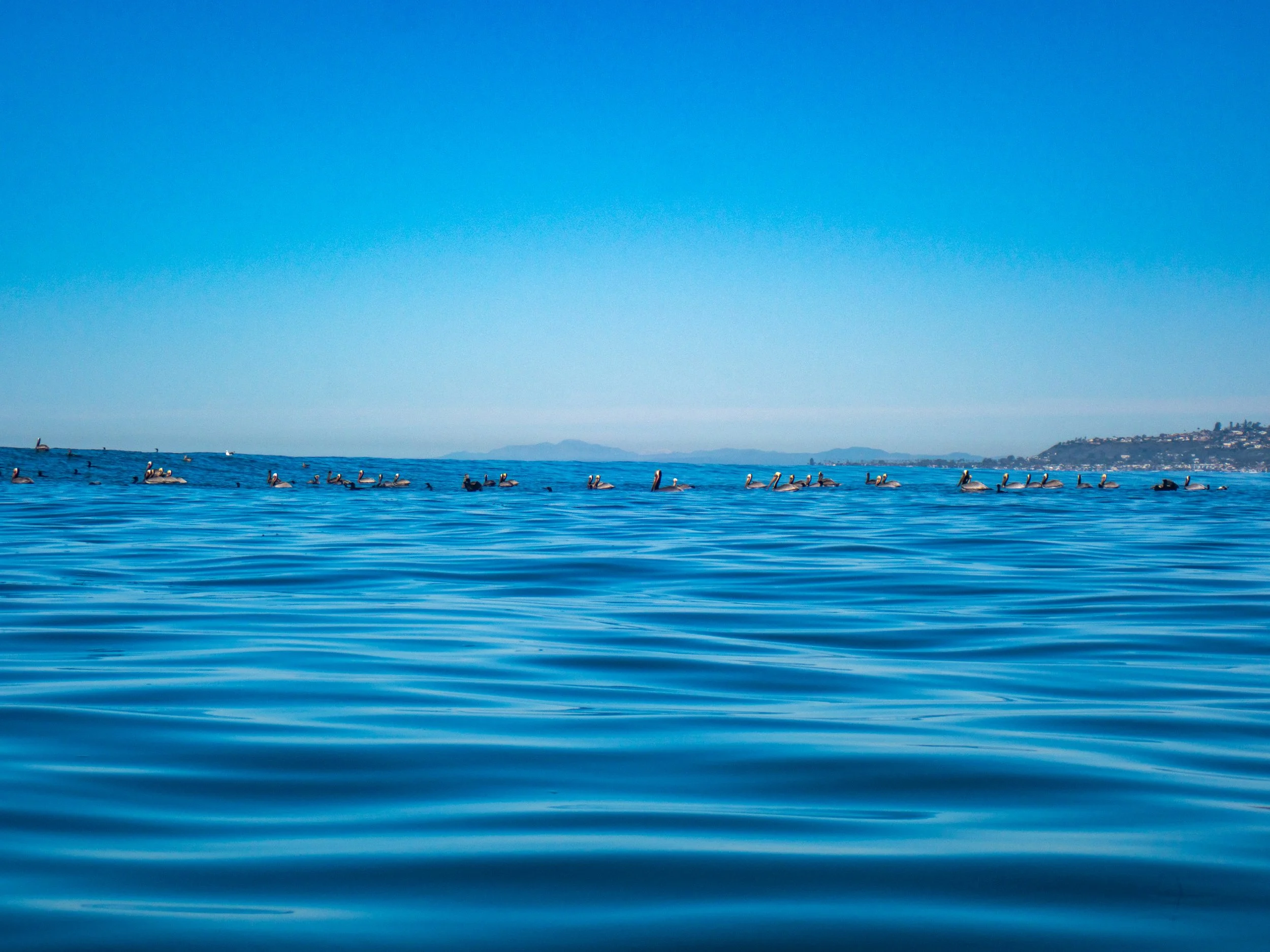 A group of pelicans floating on calm blue ocean water with a distant landmass and clear blue sky in the background.