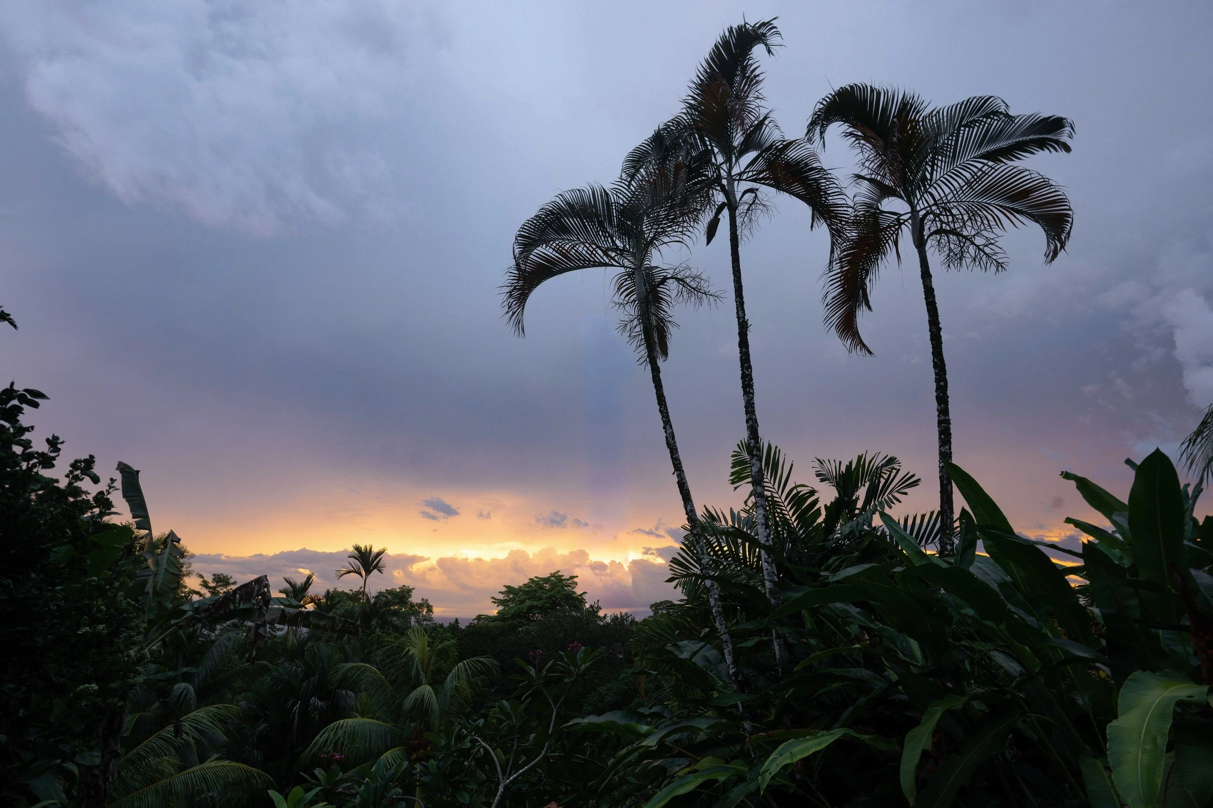 Tropical scene at sunset with tall palm trees, dense foliage, and a cloudy sky with hues of purple, pink, and orange.