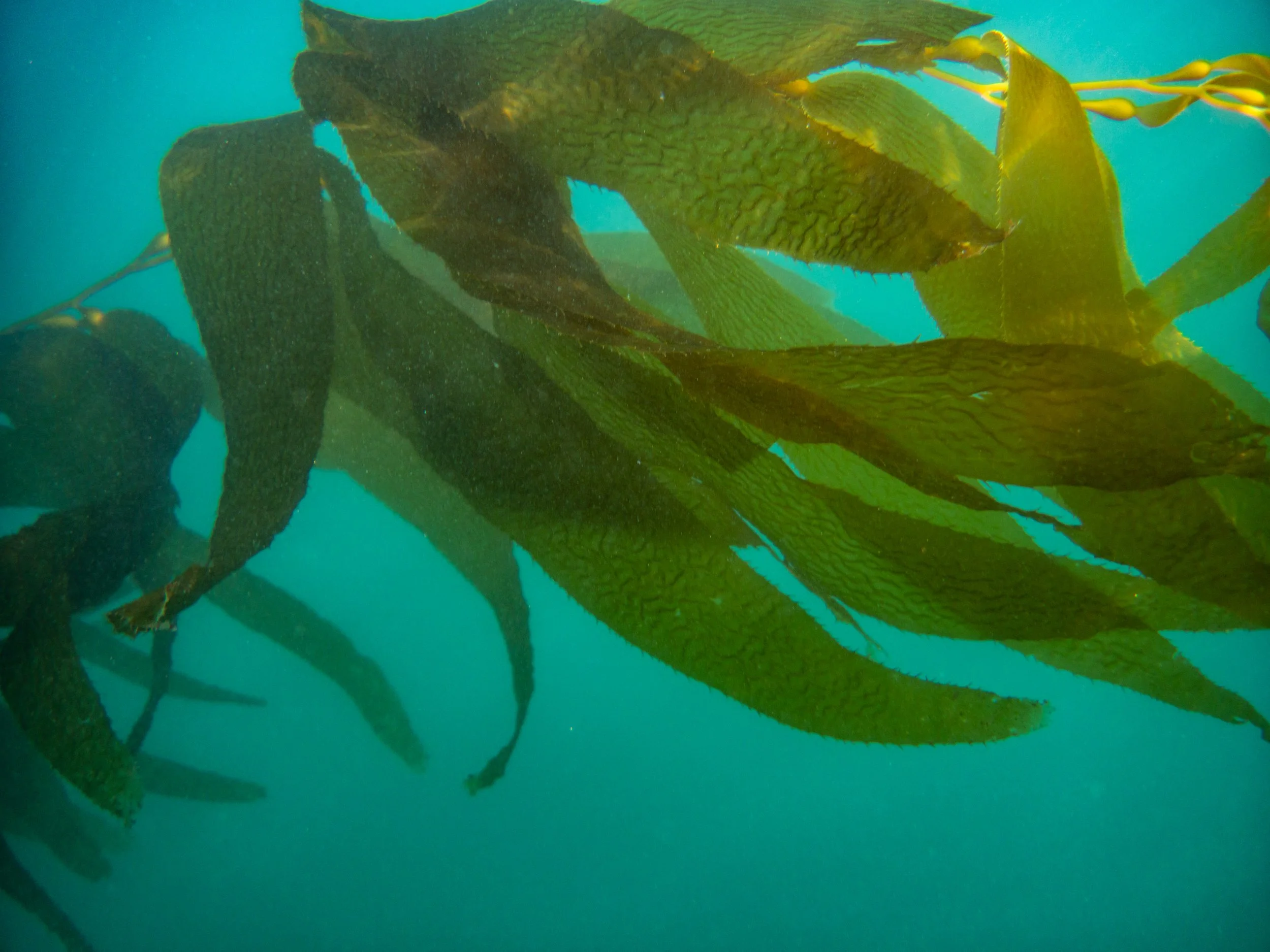 Underwater image of large seaweed and kelp, with some fish swimming among the seaweed in a marine environment.