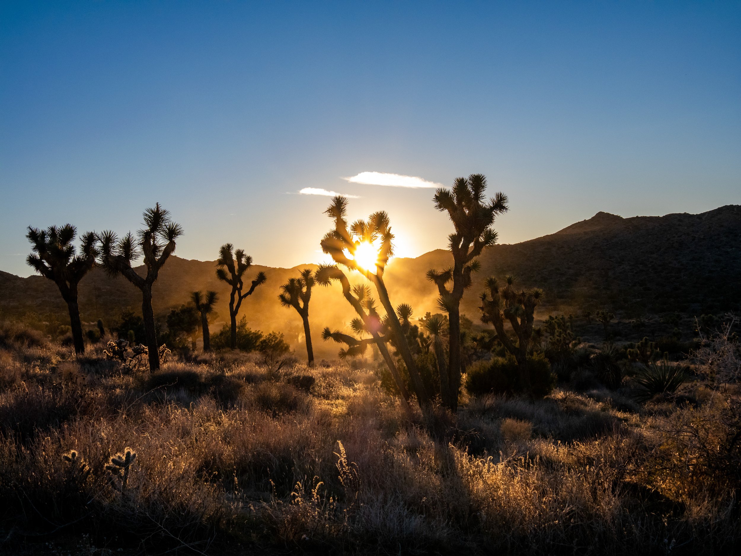 Desert landscape at sunset with Joshua trees and mountains in the background.