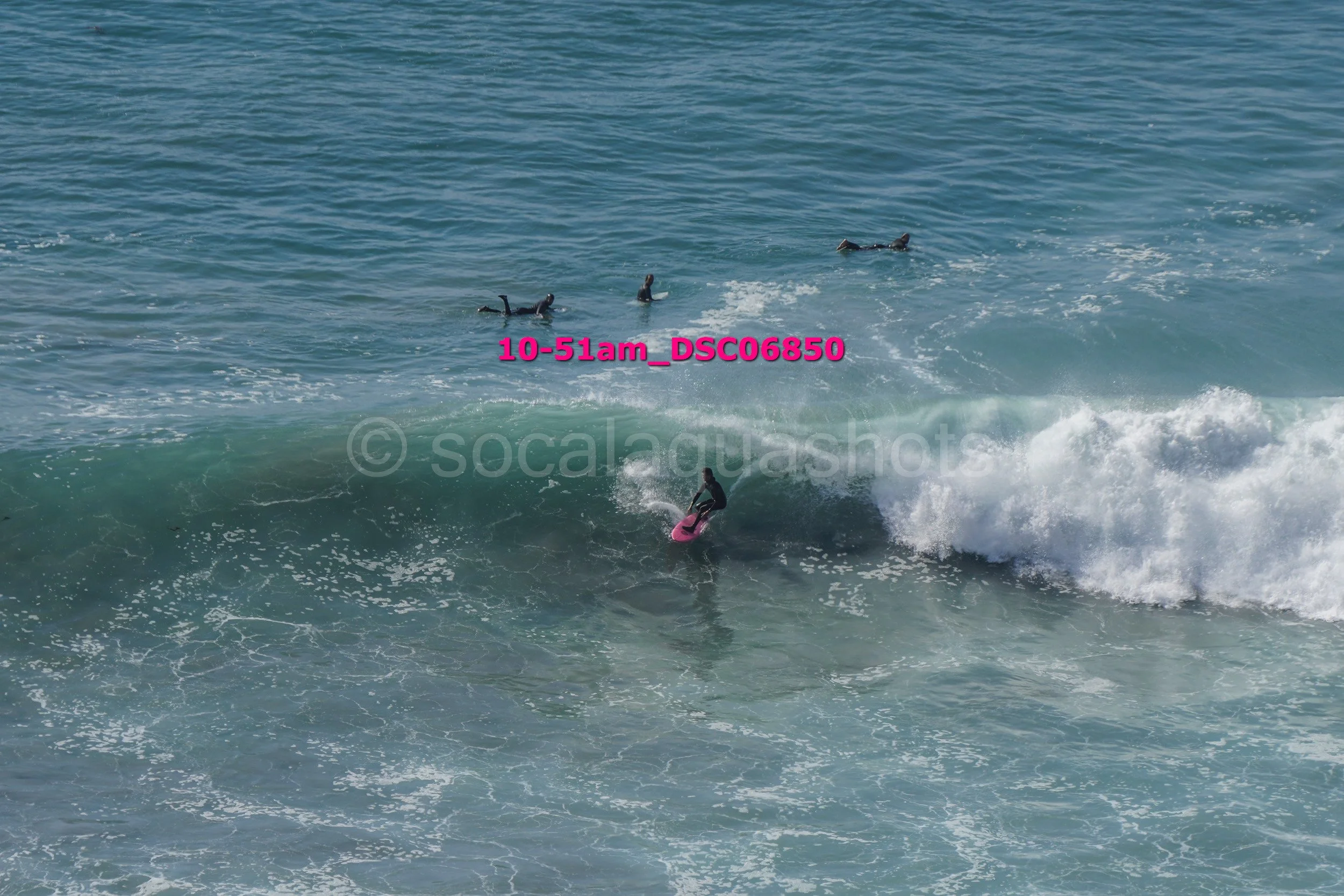 Surfer riding a wave near a group of dolphins in the ocean.