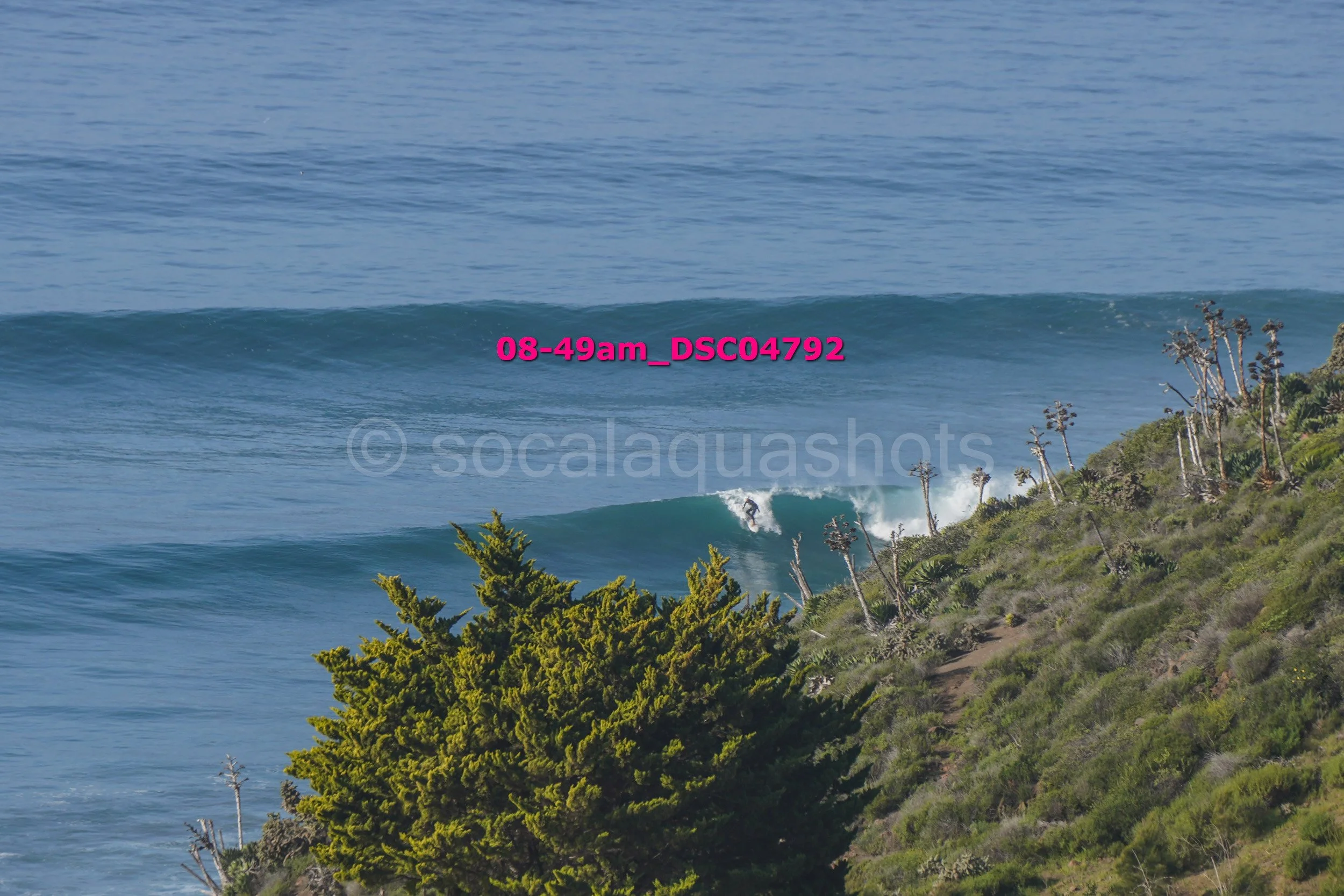 A surfer riding a wave near a rocky, green shoreline with trees and plants, with the ocean in the background.