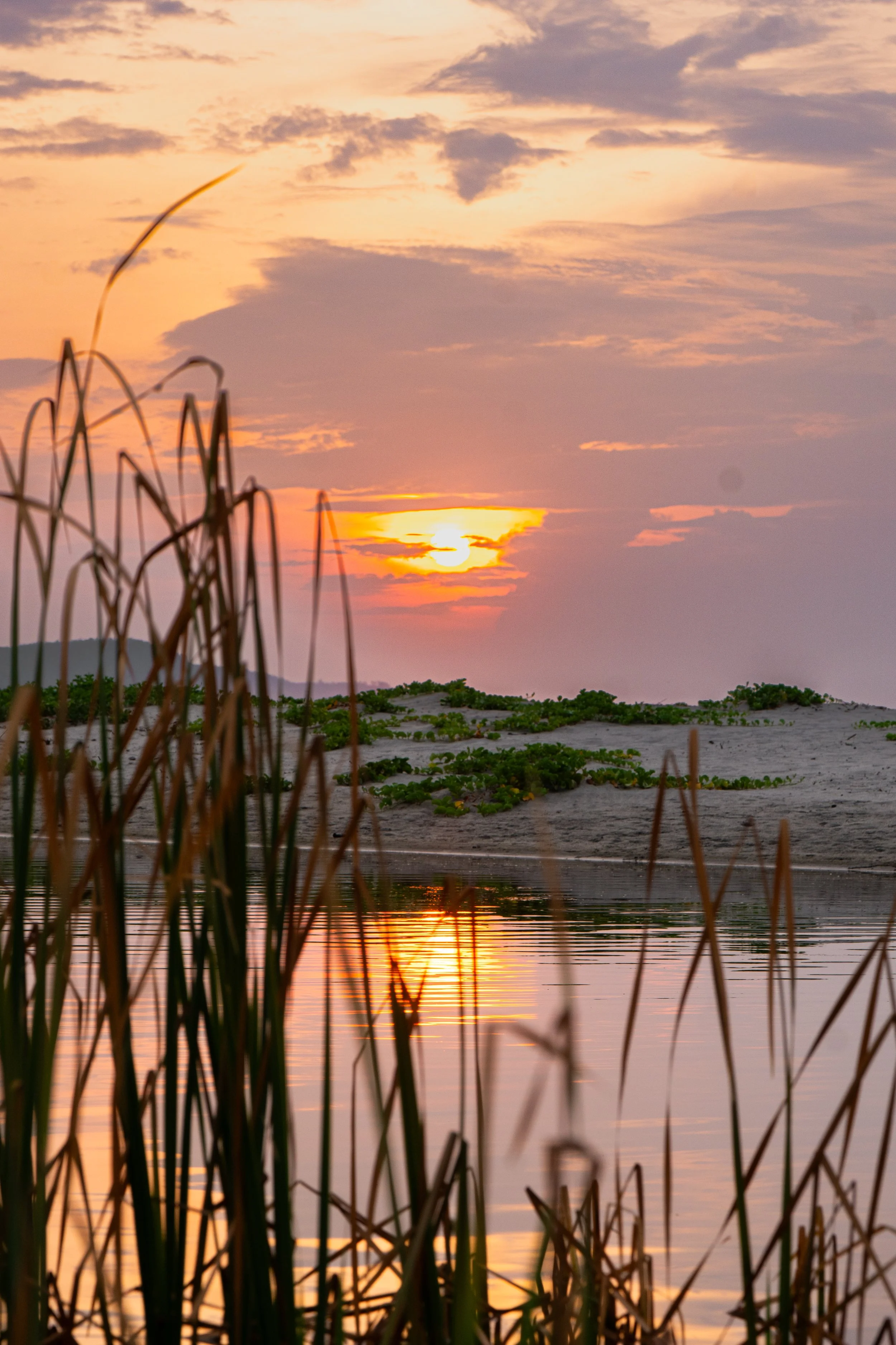 Sunset over a calm body of water with tall reeds in the foreground and a partly cloudy sky with an orange glow.