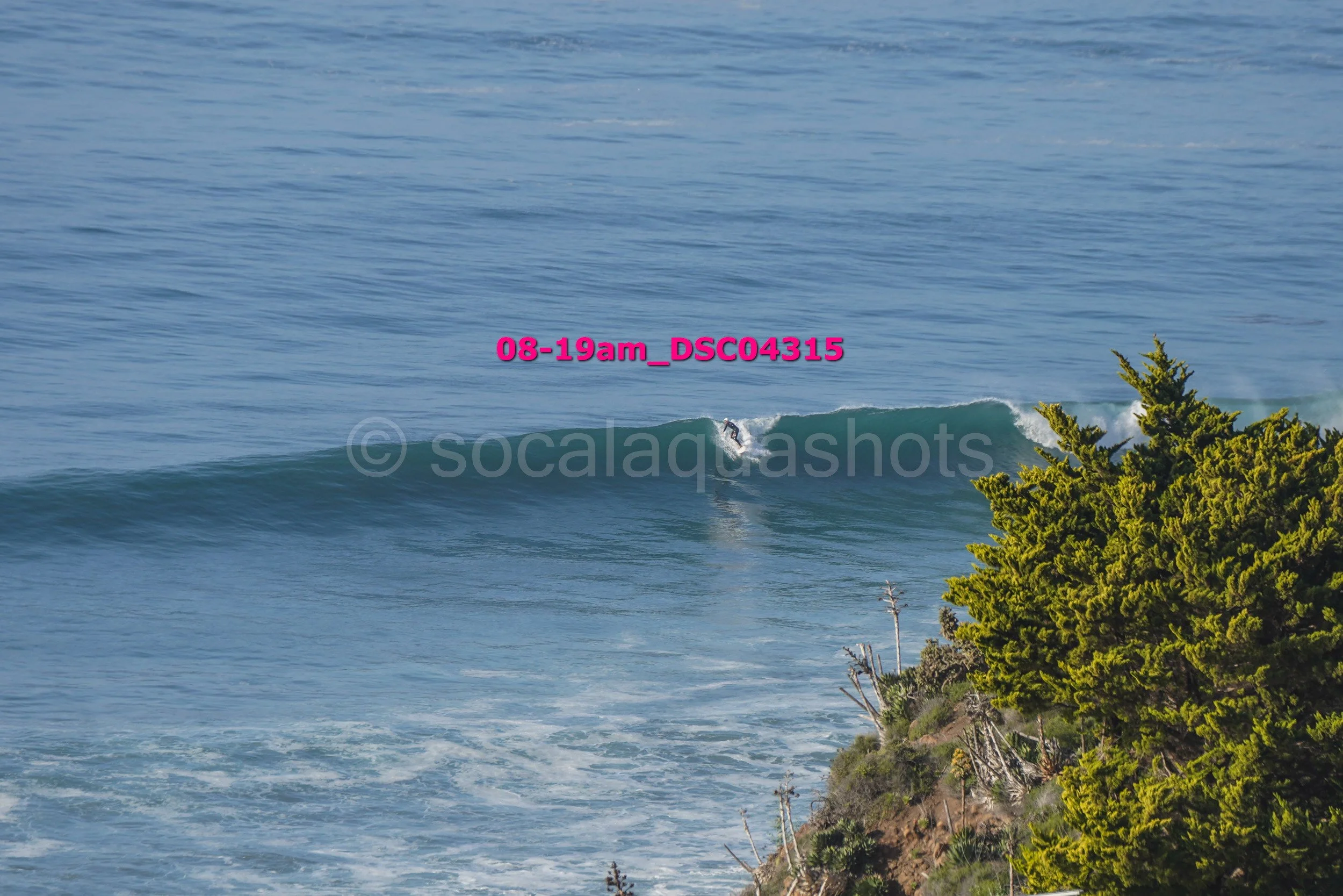 A surfer riding a wave near a shoreline with green trees in Southern California.