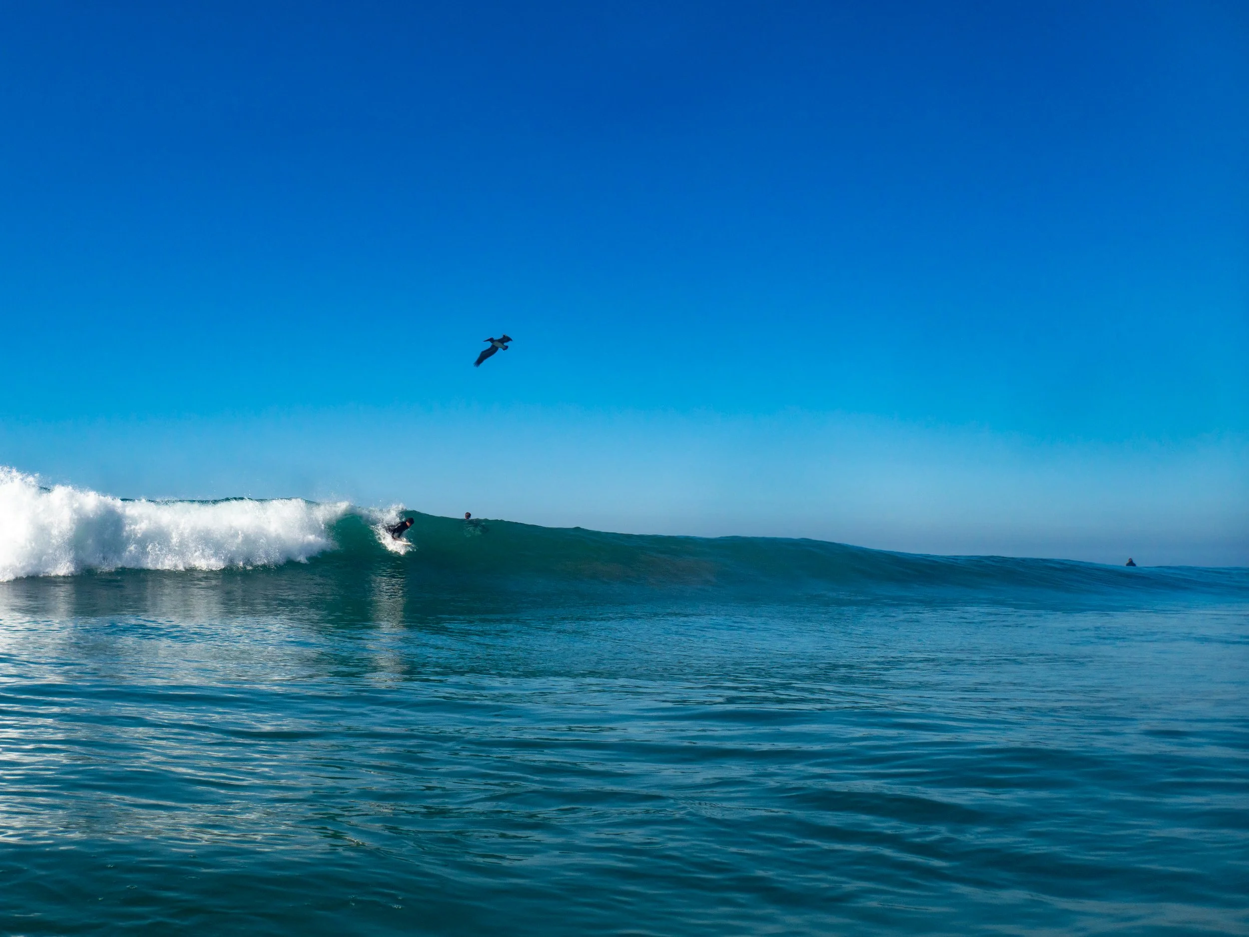 A surfer riding a wave in the ocean with a bird flying overhead.