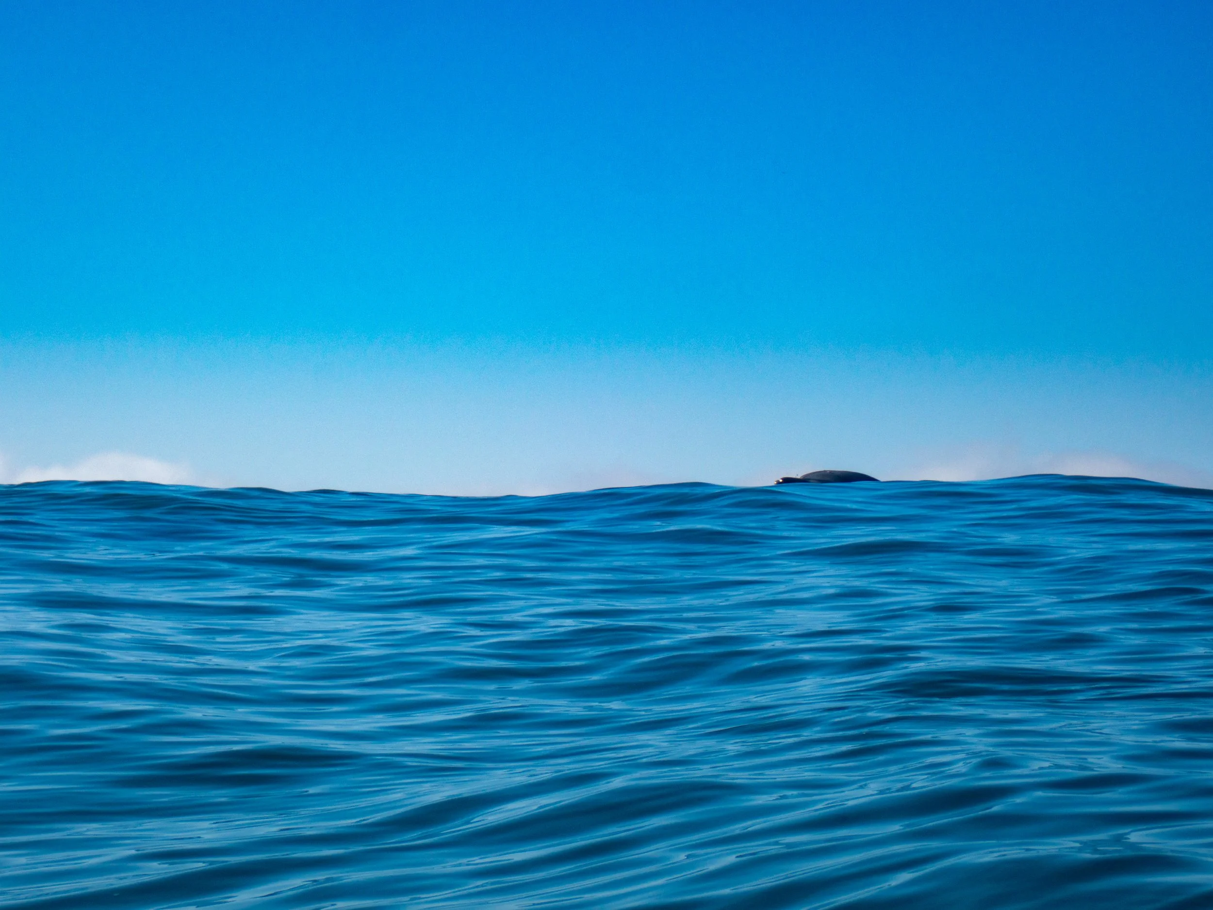 A vast blue ocean with gentle waves, a clear sky, and a whale partially visible on the horizon.