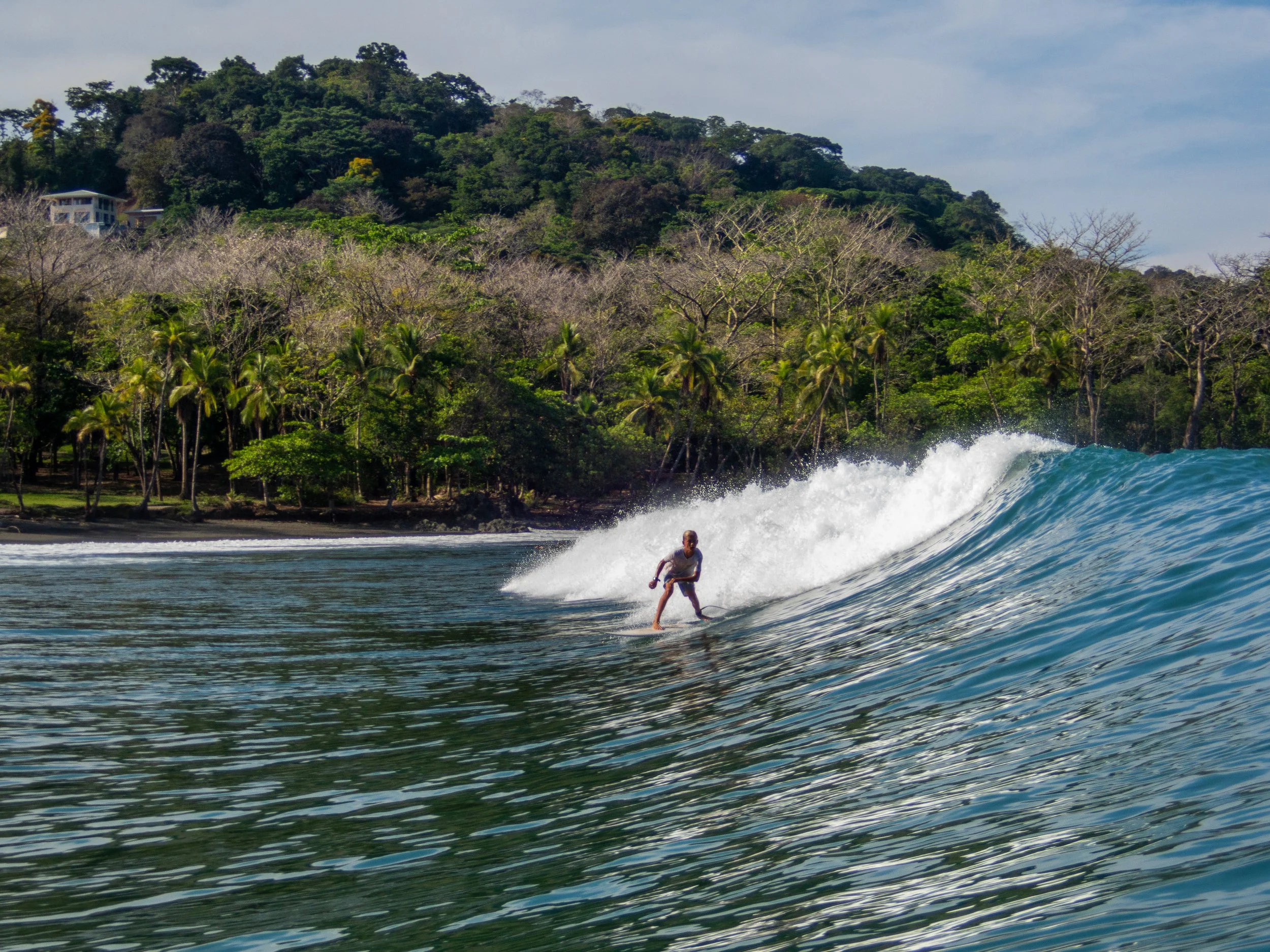 Surfer riding a wave with a lush, forested coastline in the background.