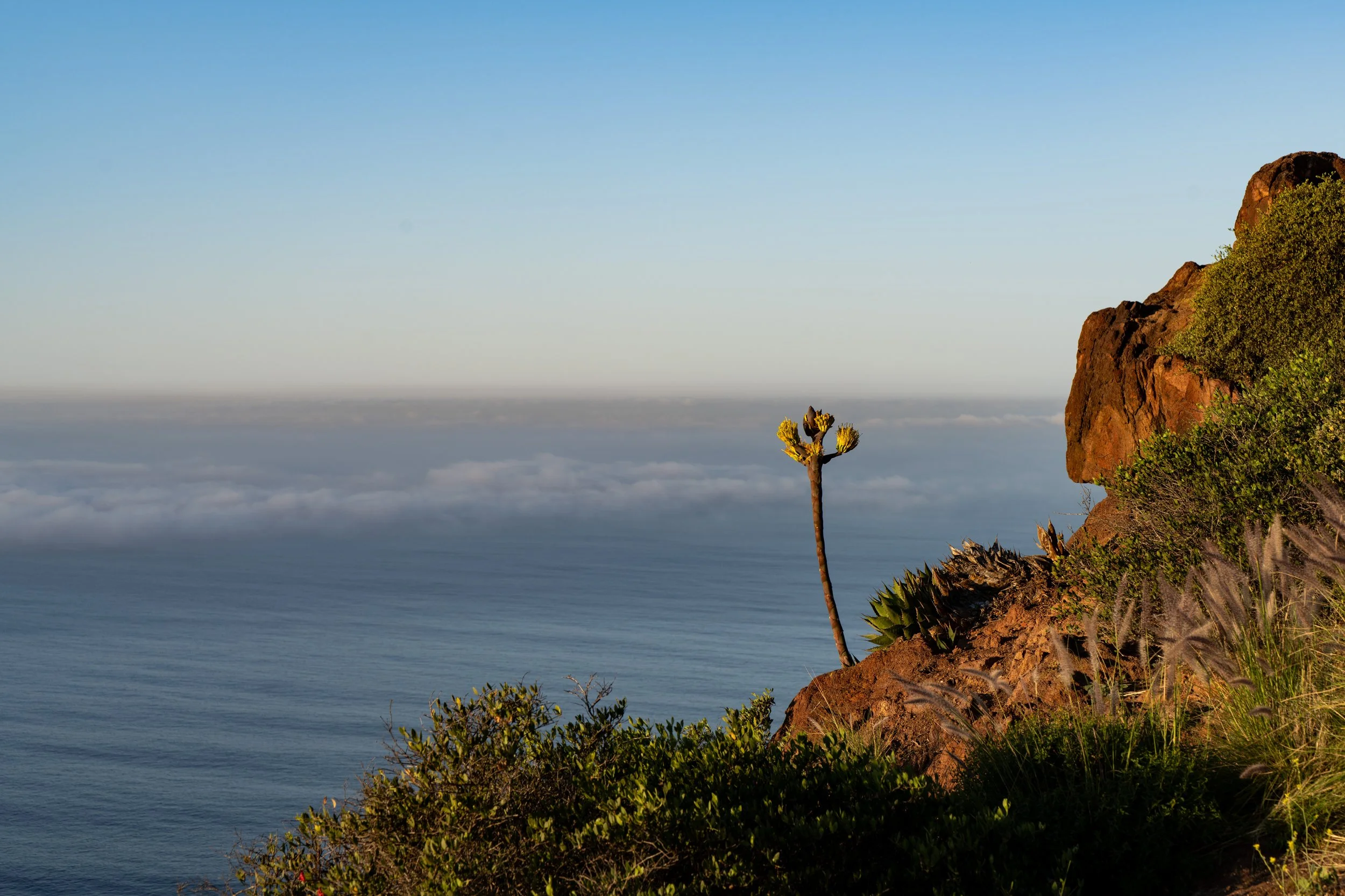 A coastal landscape at sunrise with a single tall desert plant on a rocky hillside, overlooking the ocean and a low cloud layer in the distance.