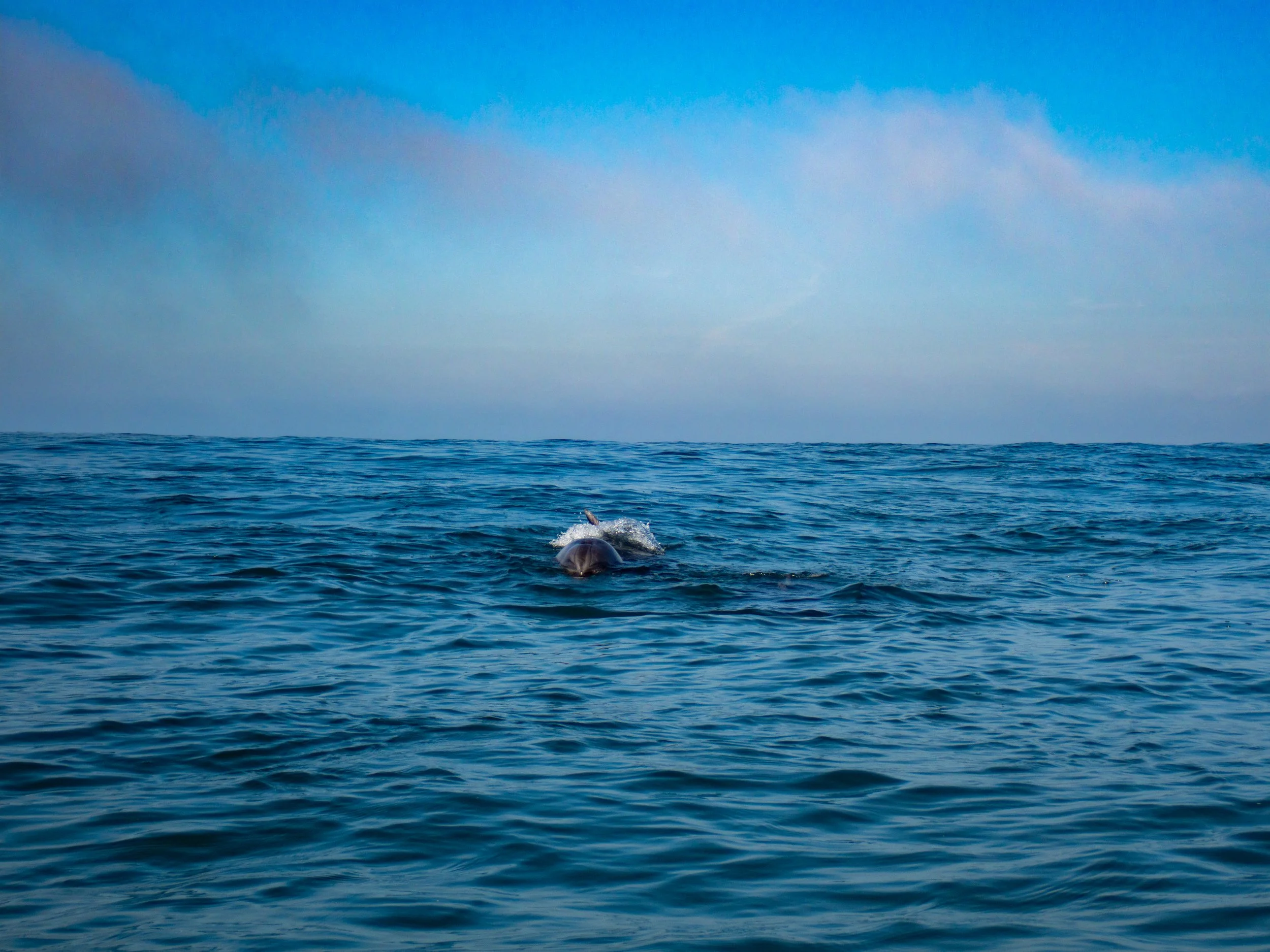 A whale swimming in the open ocean, partially visible above the water surface.