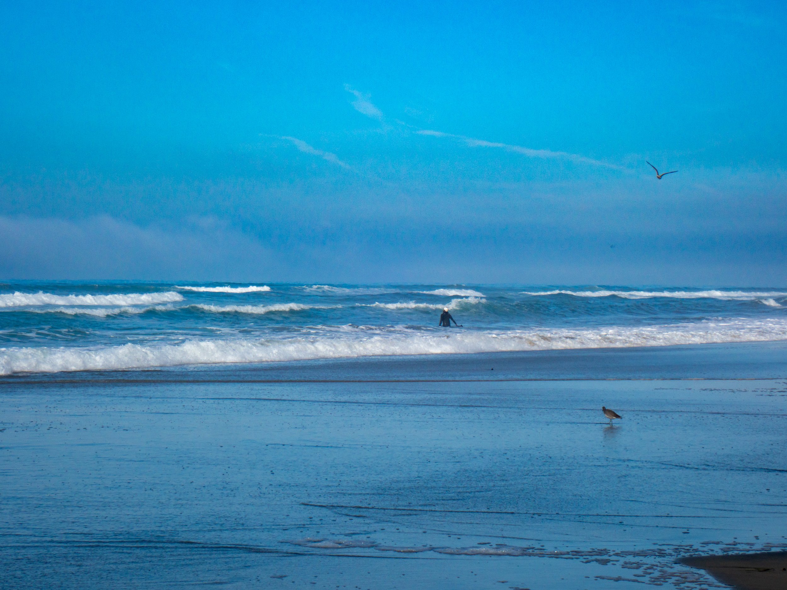 A person is in the ocean surfing or swimming, with waves around them, under a blue sky. Two birds are flying, one above the water and one near the shore.