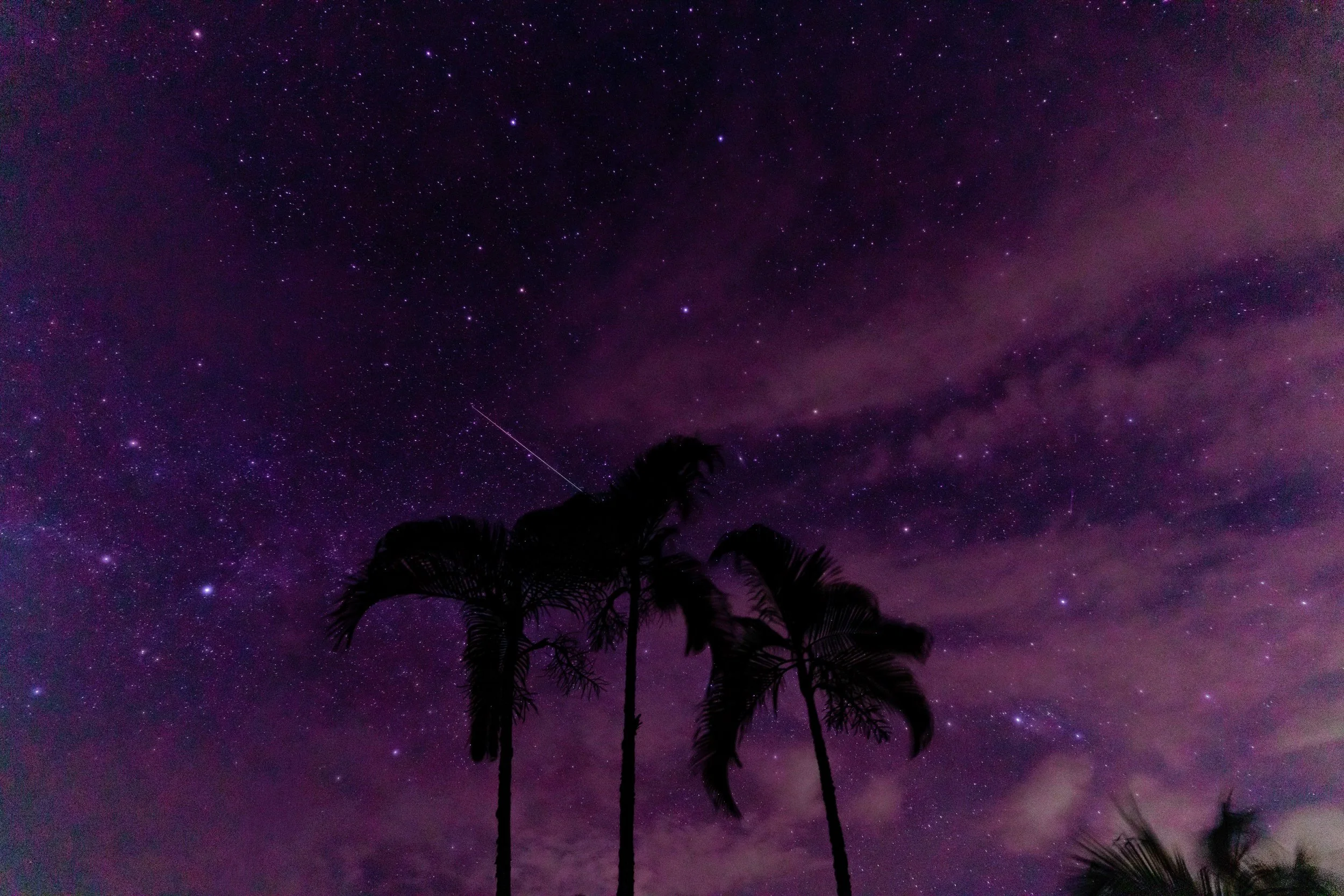 Night sky filled with stars, pink and purple nebula clouds, silhouettes of palm trees at the bottom.