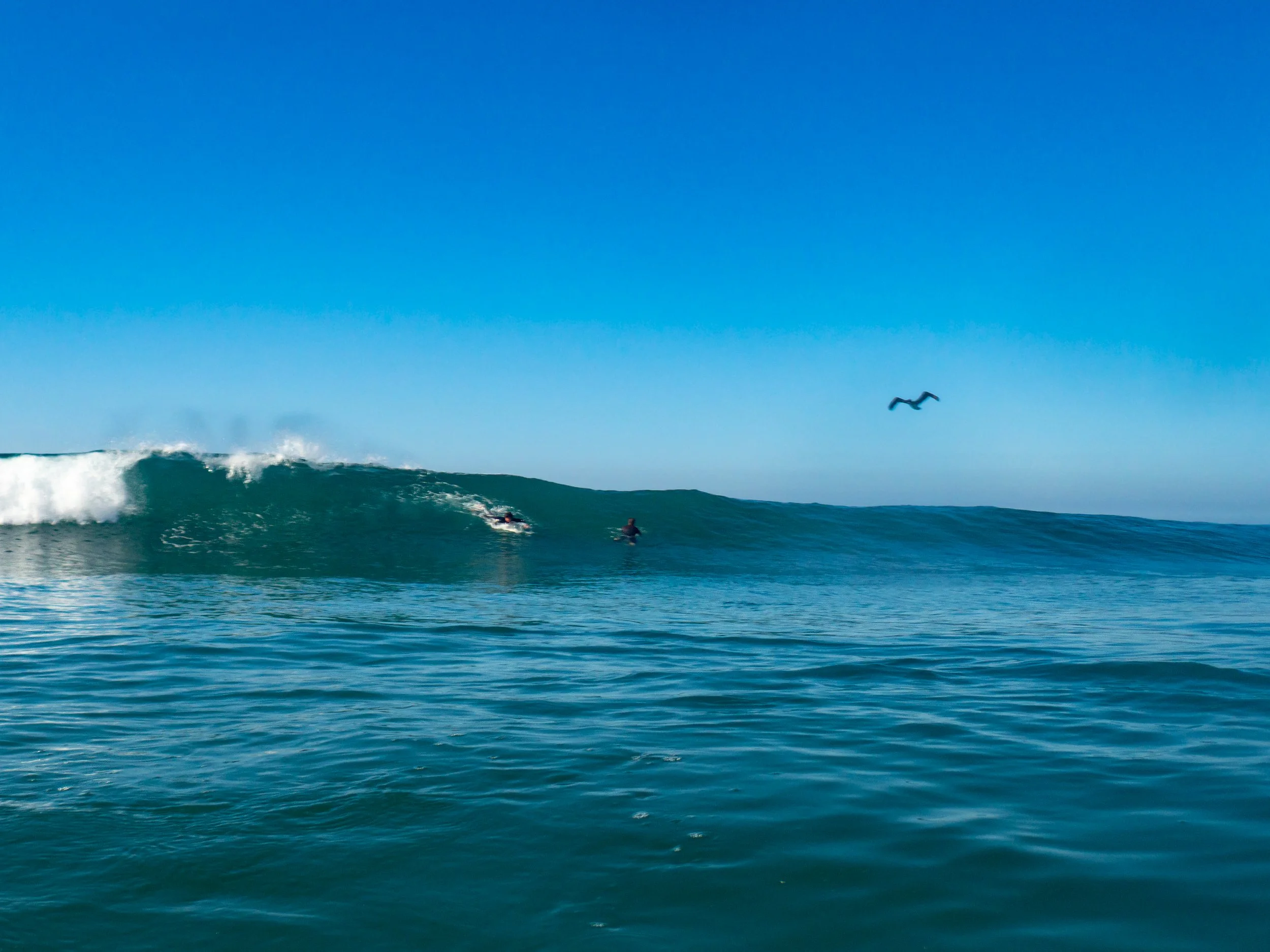 Surfers riding a large wave in the ocean with a bird flying overhead under a clear blue sky.
