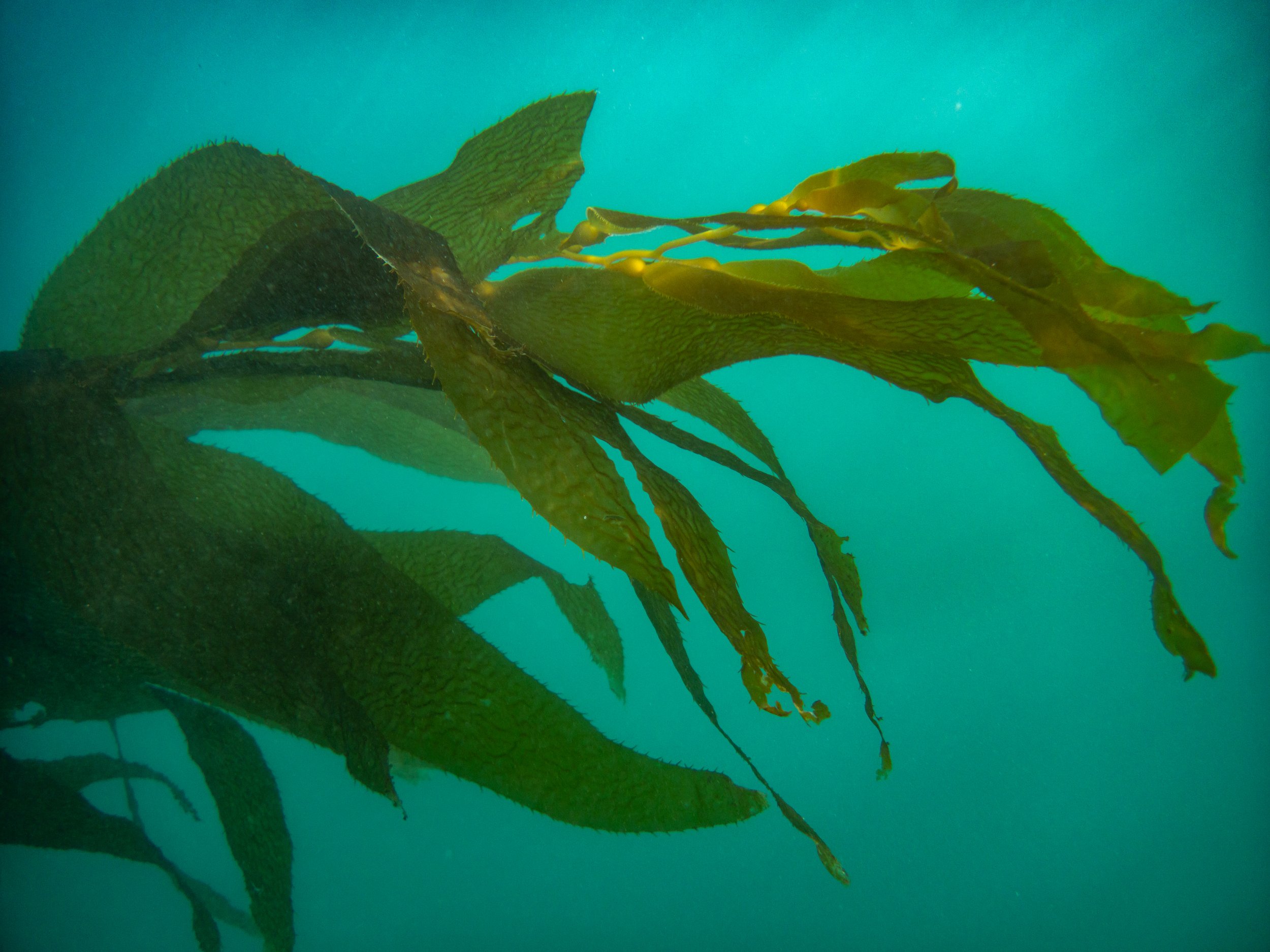 Underwater shot of green kelp seaweed with textured leaves flowing in the water