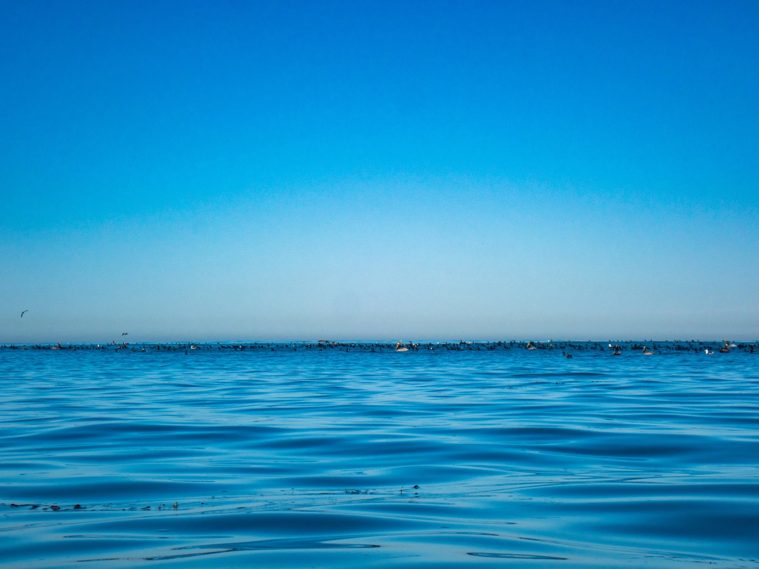 A vast ocean with calm blue water and numerous birds floating on the surface, extending to the horizon under a clear blue sky.
