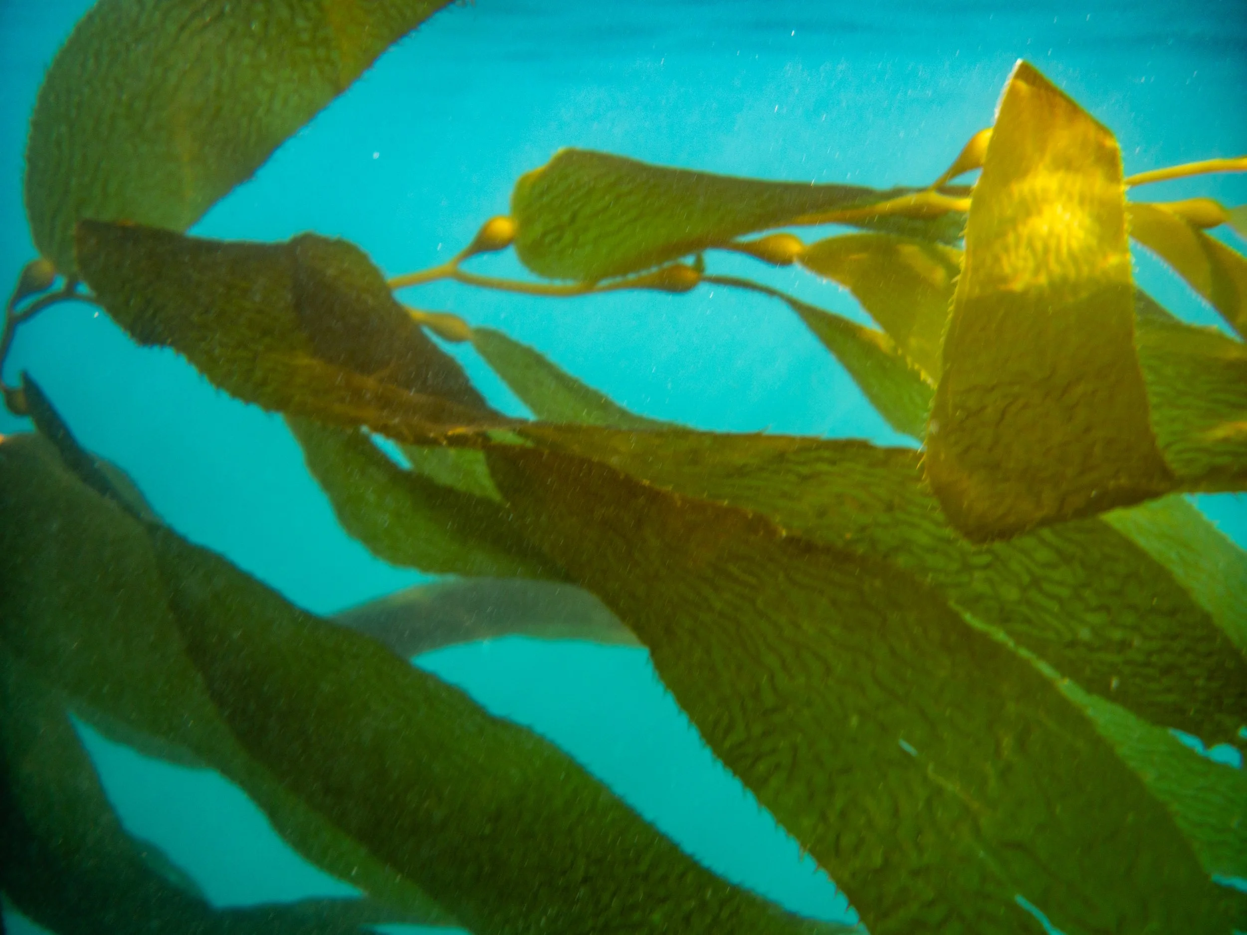 Close-up of green kelp underwater with blue background.