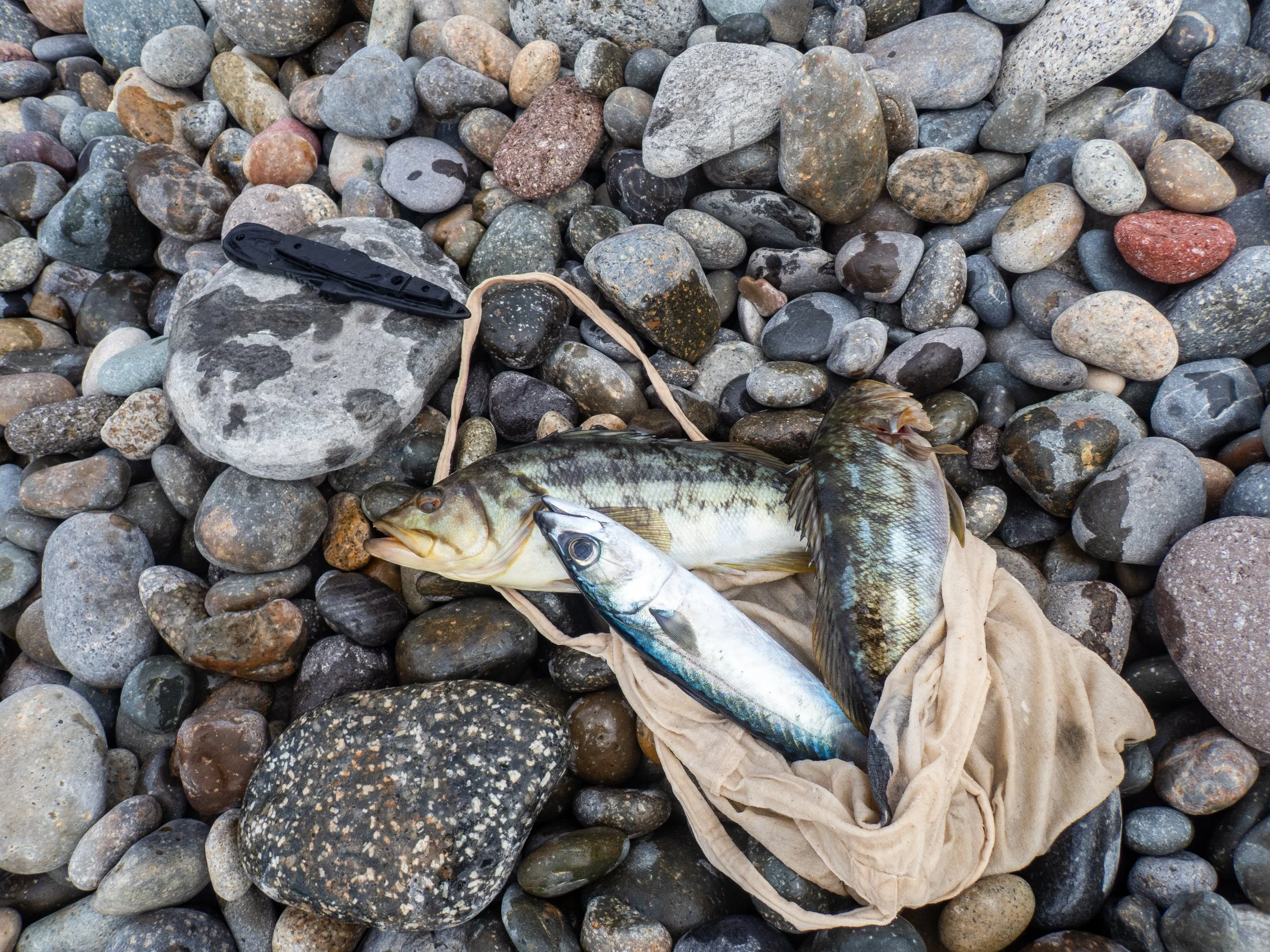 Two freshly caught fish lying on a beige cloth, surrounded by various sized smooth rocks, with a black folding knife nearby.